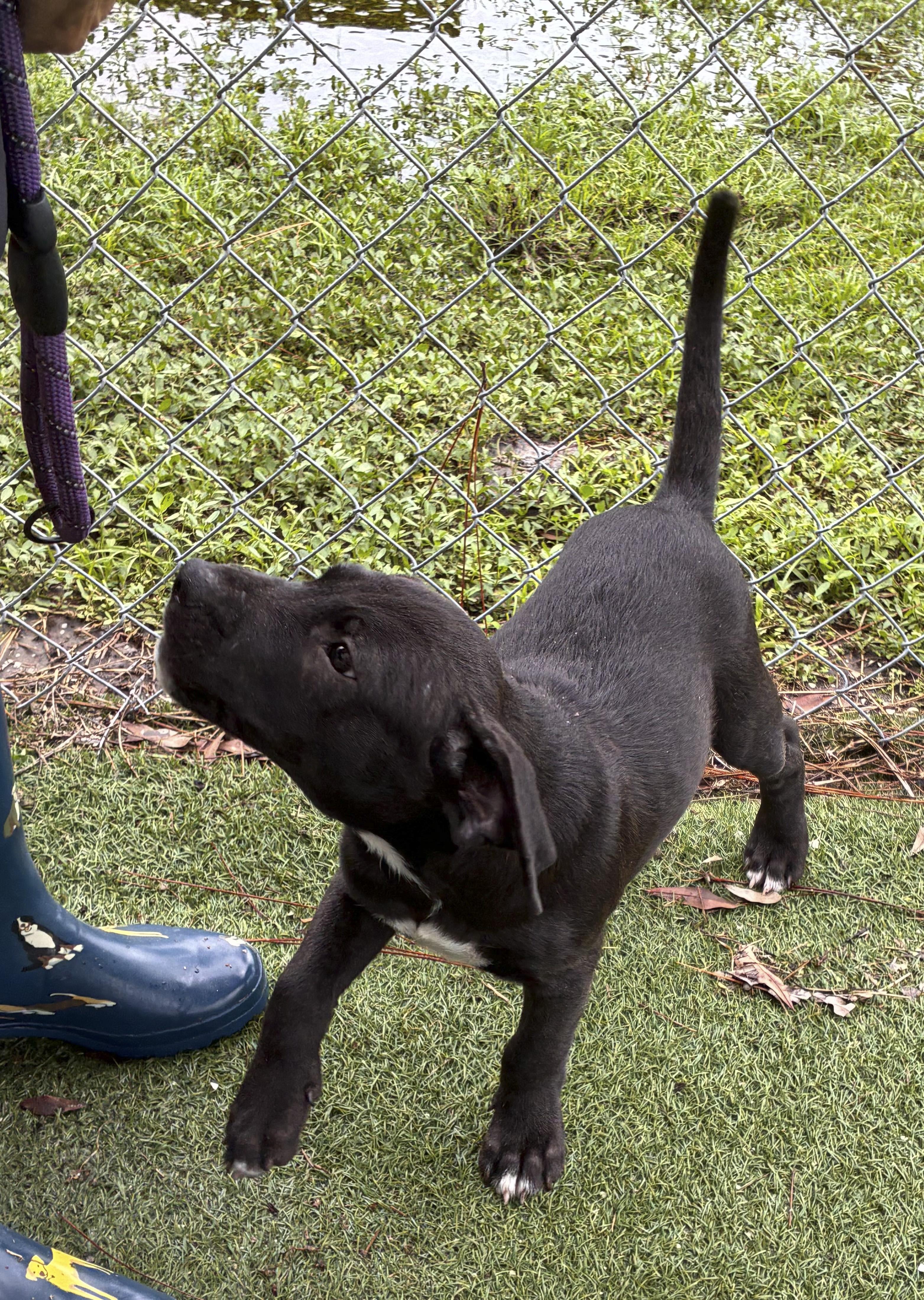 Enlarge Arthur, a Adoptable mixed breed in Ruskin, FL image 3/4