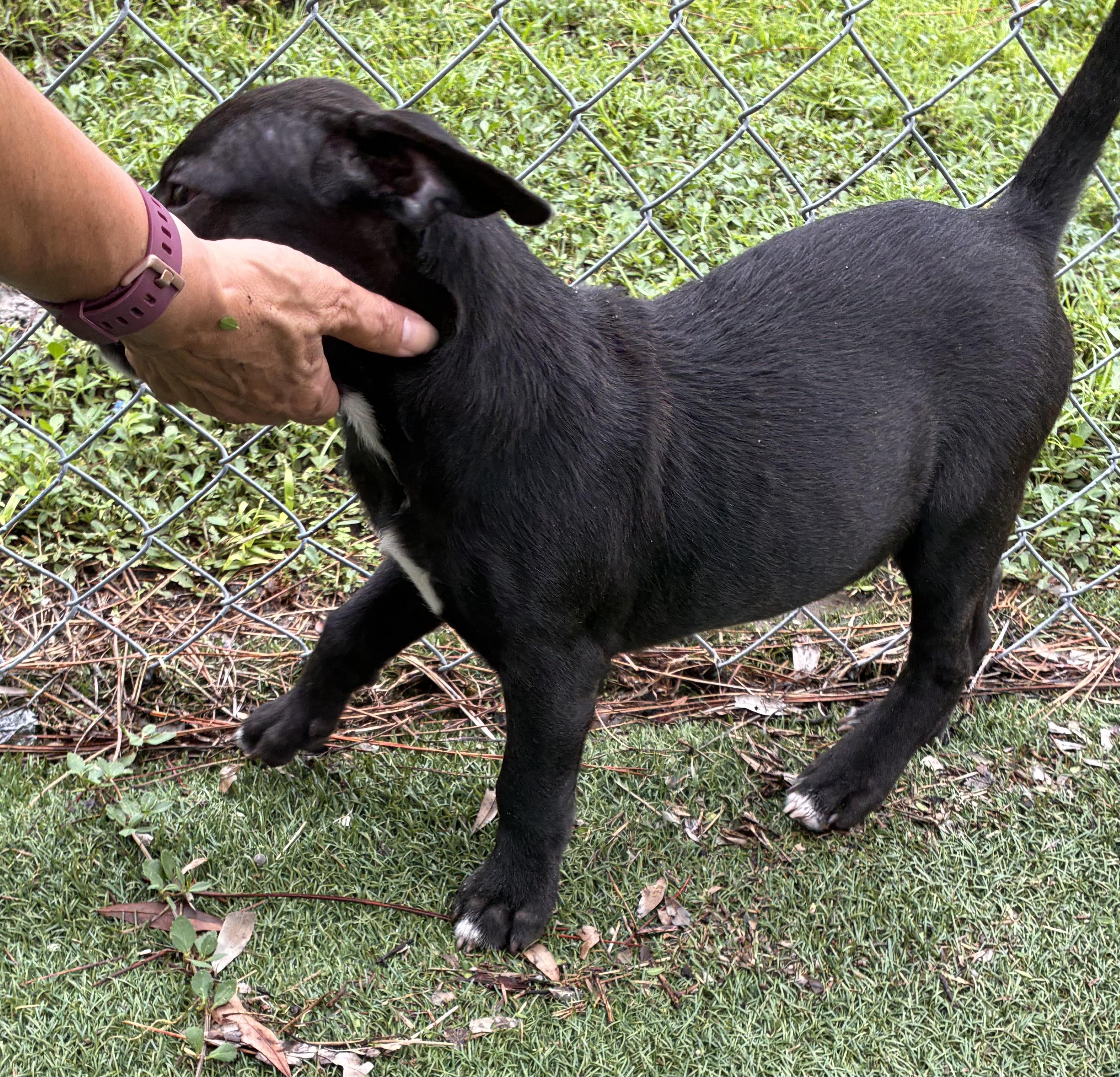 Enlarge Arthur, a Adoptable mixed breed in Ruskin, FL image 2/4