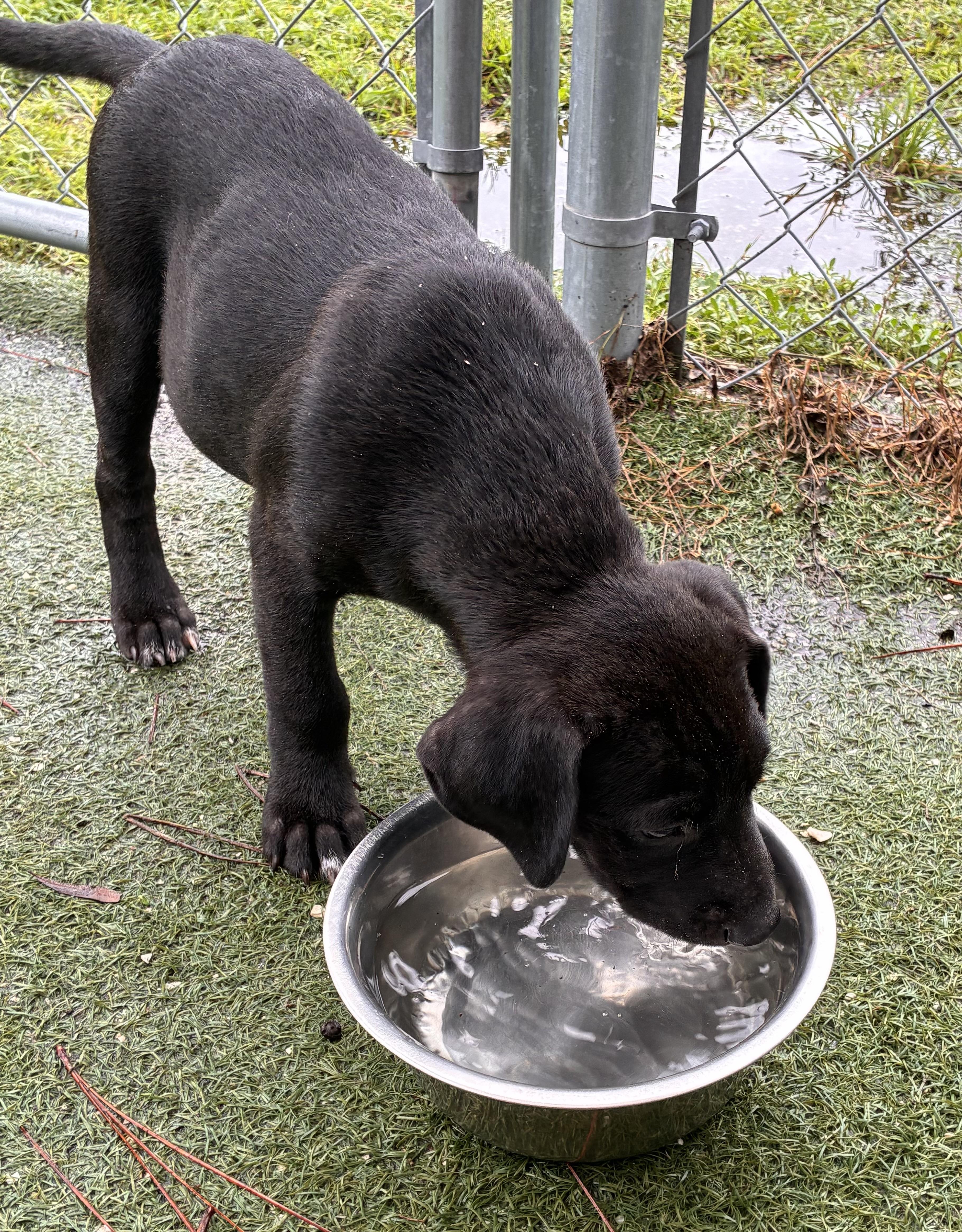 Enlarge Arthur, a Adoptable mixed breed in Ruskin, FL image 4/4