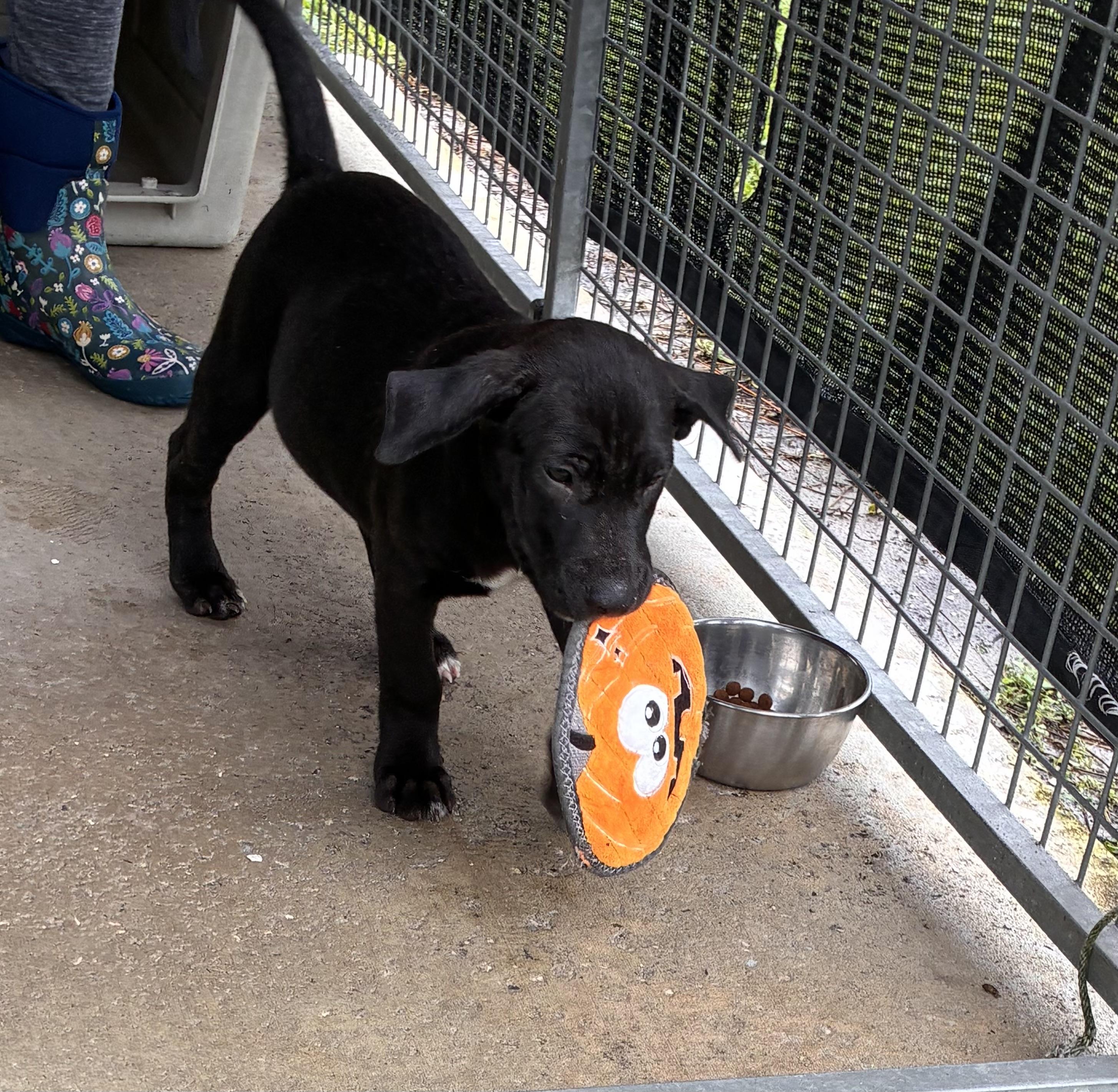 Enlarge Arthur, a Adoptable mixed breed in Ruskin, FL image 1/4