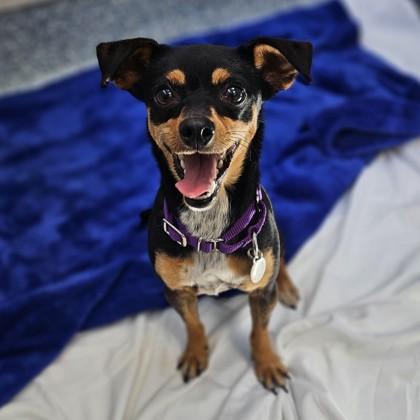 Enlarge Chiquita, an adopted mixed breed in Santa Cruz, CA image 1/1