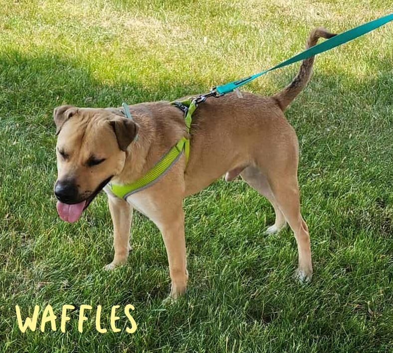 Enlarge Waffles, a Adoptable mixed breed in Elburn, IL image 2/4