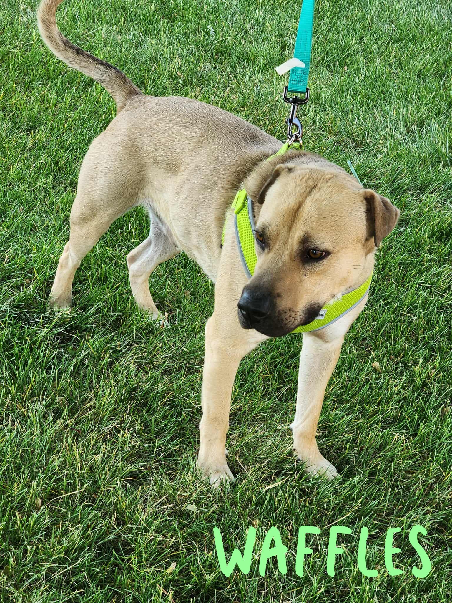 Enlarge Waffles, a Adoptable mixed breed in Elburn, IL image 3/4