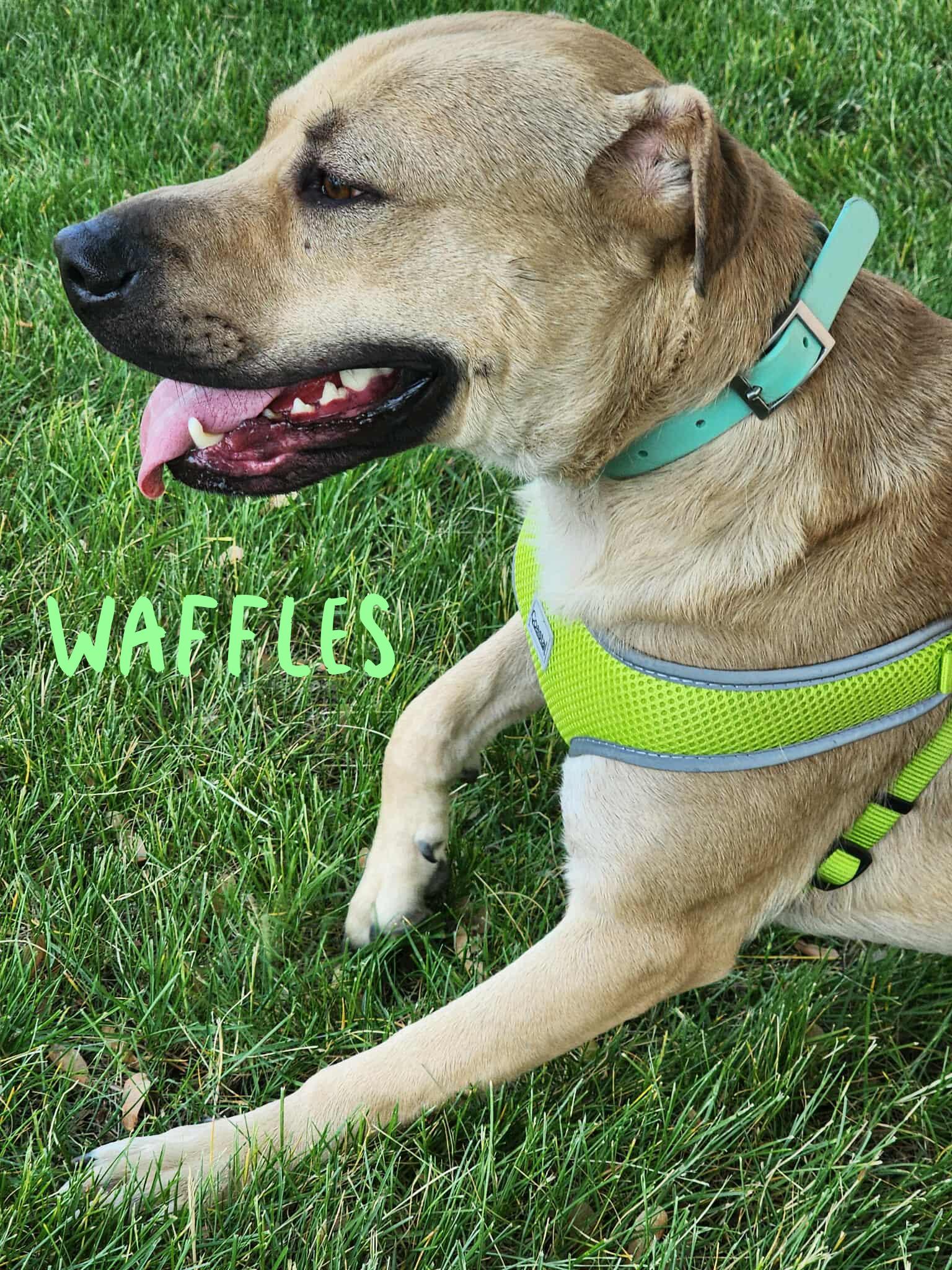 Enlarge Waffles, a Adoptable mixed breed in Elburn, IL image 4/4
