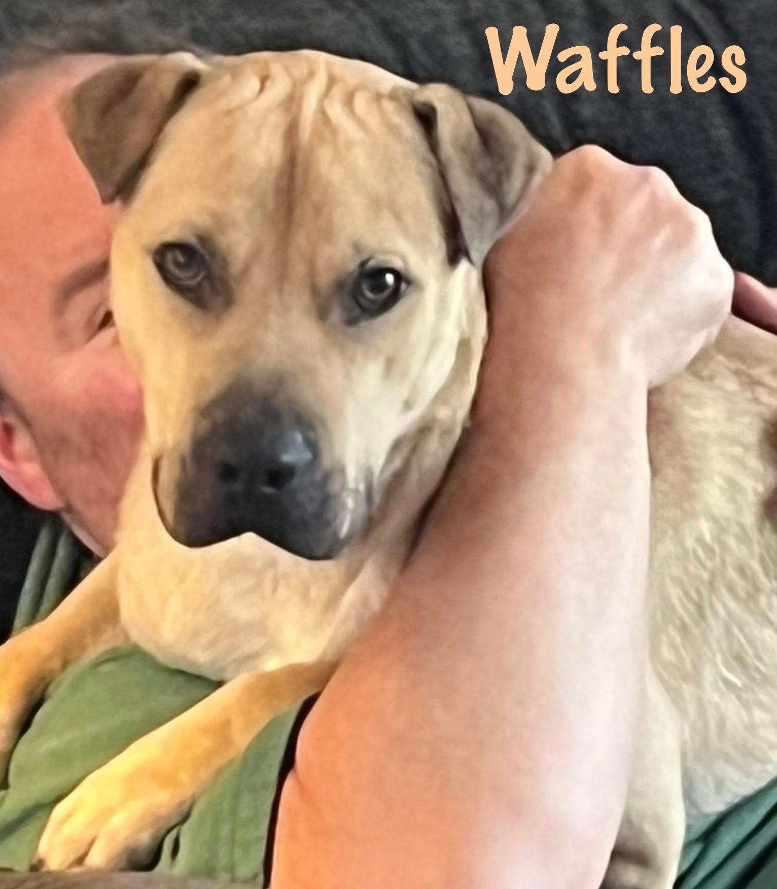 Waffles, an adoptable mixed breed in Elburn, IL image 2/6