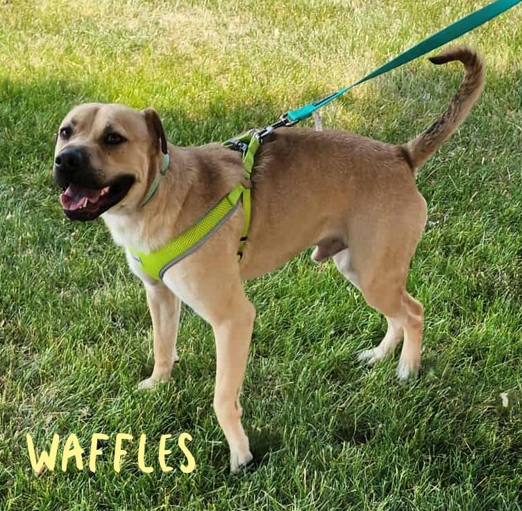 Waffles, Adoptable, Young Male Black Mouth Cur & Shar-Pei.