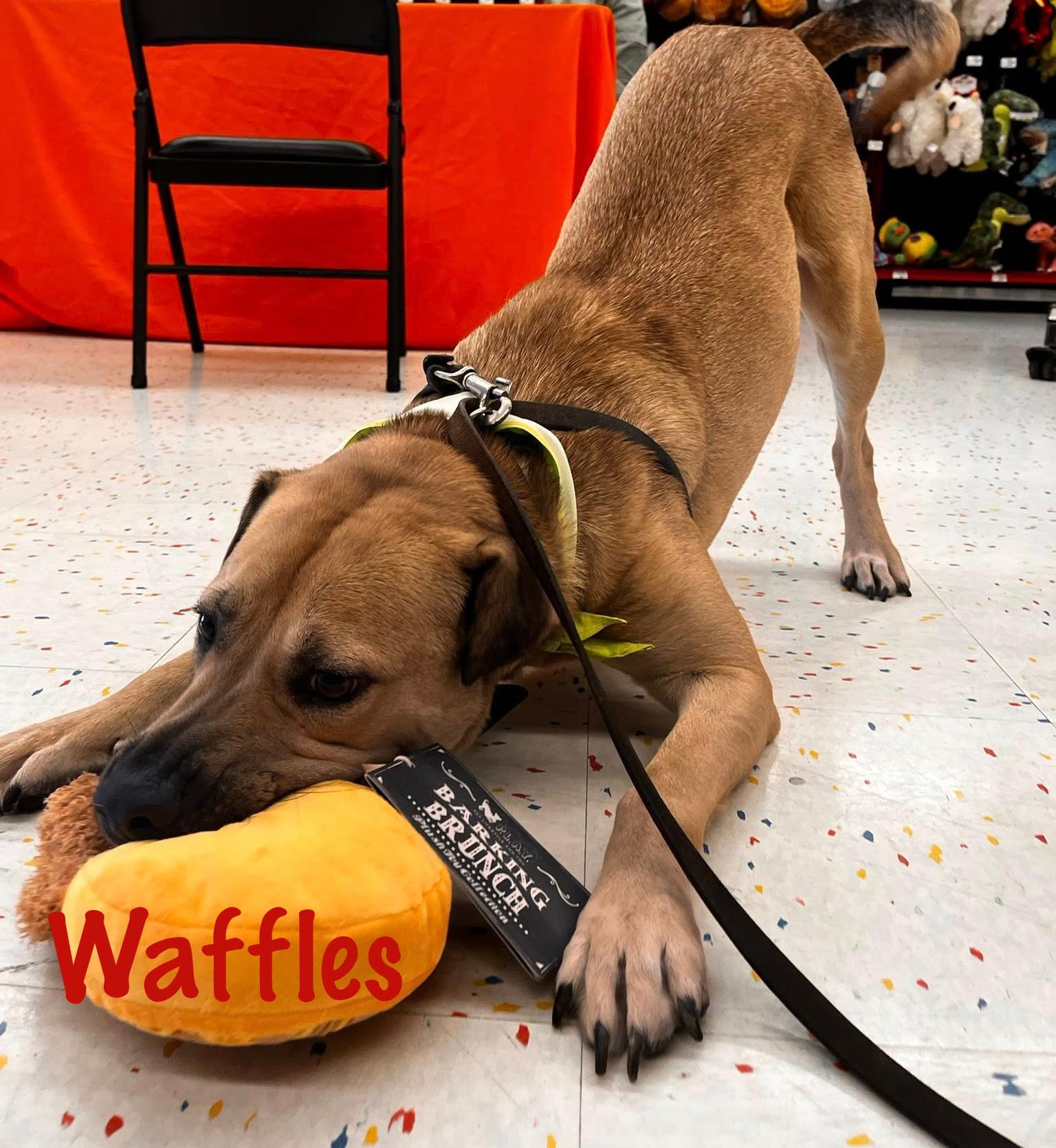 Waffles, adoptable, Young Male Black Mouth Cur & Shar-Pei.