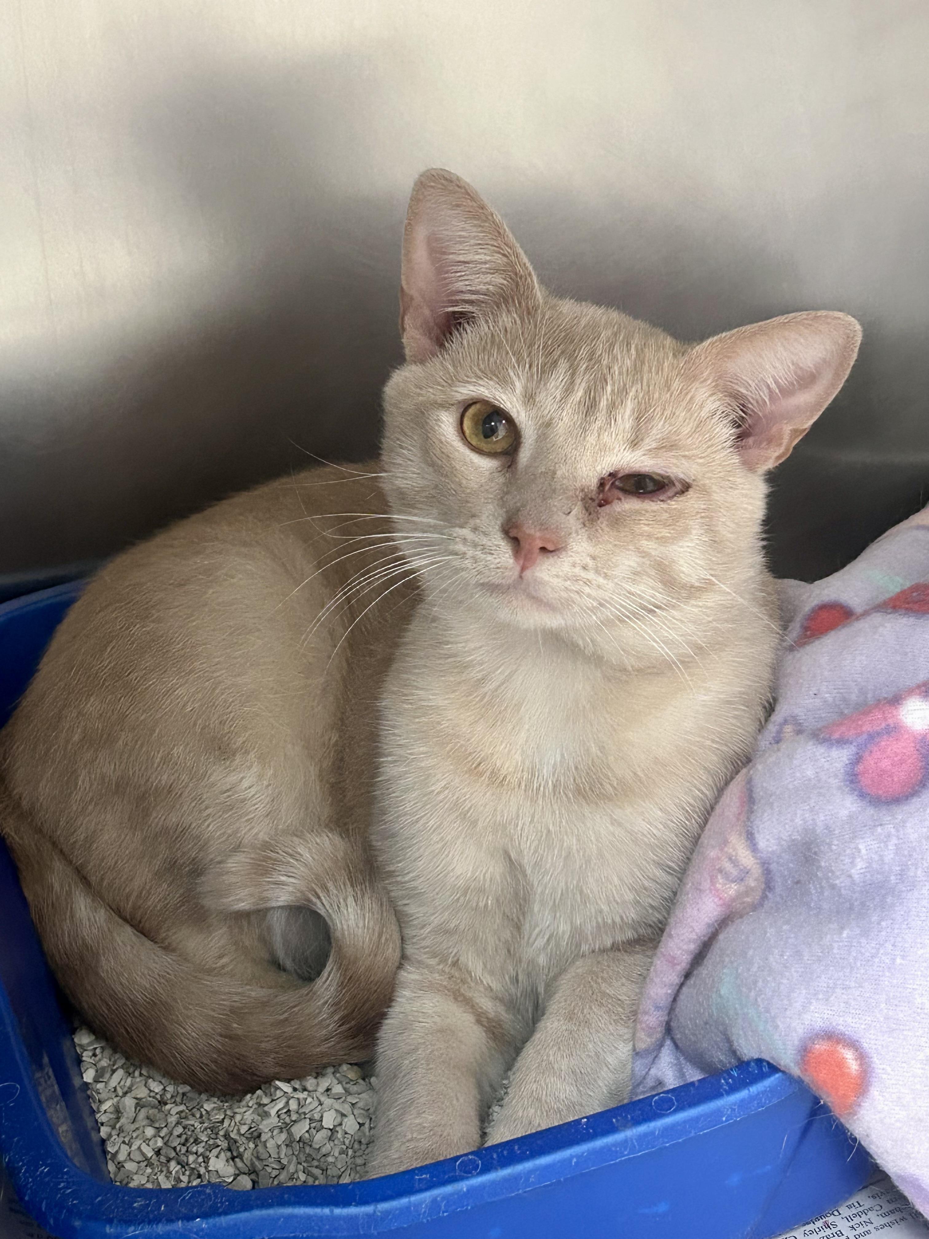 Whoppers thumbnail 2