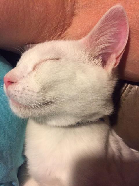 Charles, Adoptable, Young Male Domestic Short Hair & Domestic Short Hair.