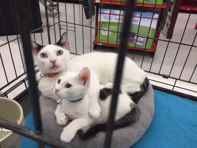 Charles, a Adoptable mixed breed in Visalia, CA image 2/3