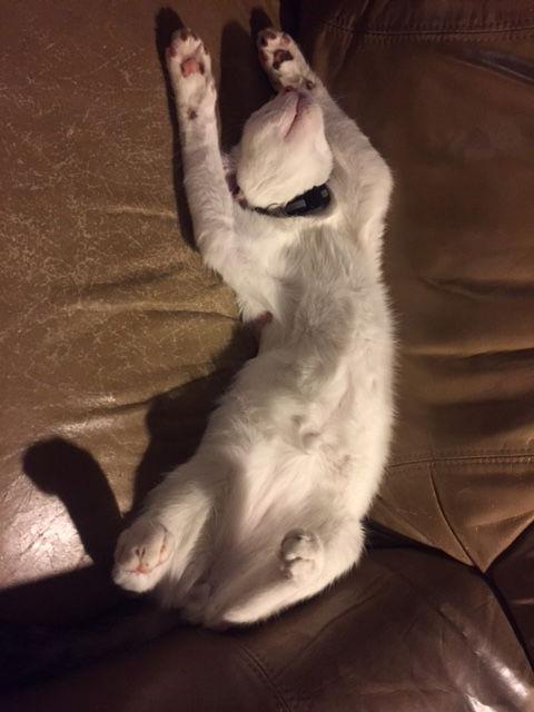 Charles, a Adoptable mixed breed in Visalia, CA image 3/3