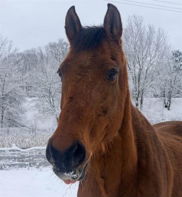 BARNABY, Adoptable, Senior Male Arabian & Saddlebred.