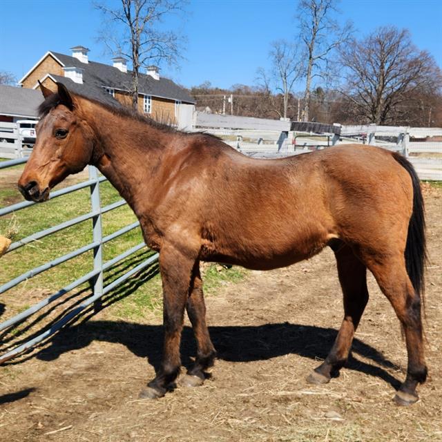 BARNABY, Adoptable, Senior Male Arabian & Saddlebred.