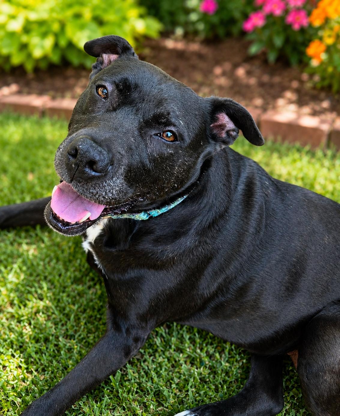 Addie, Adoptable, Senior Female Pit Bull Terrier.