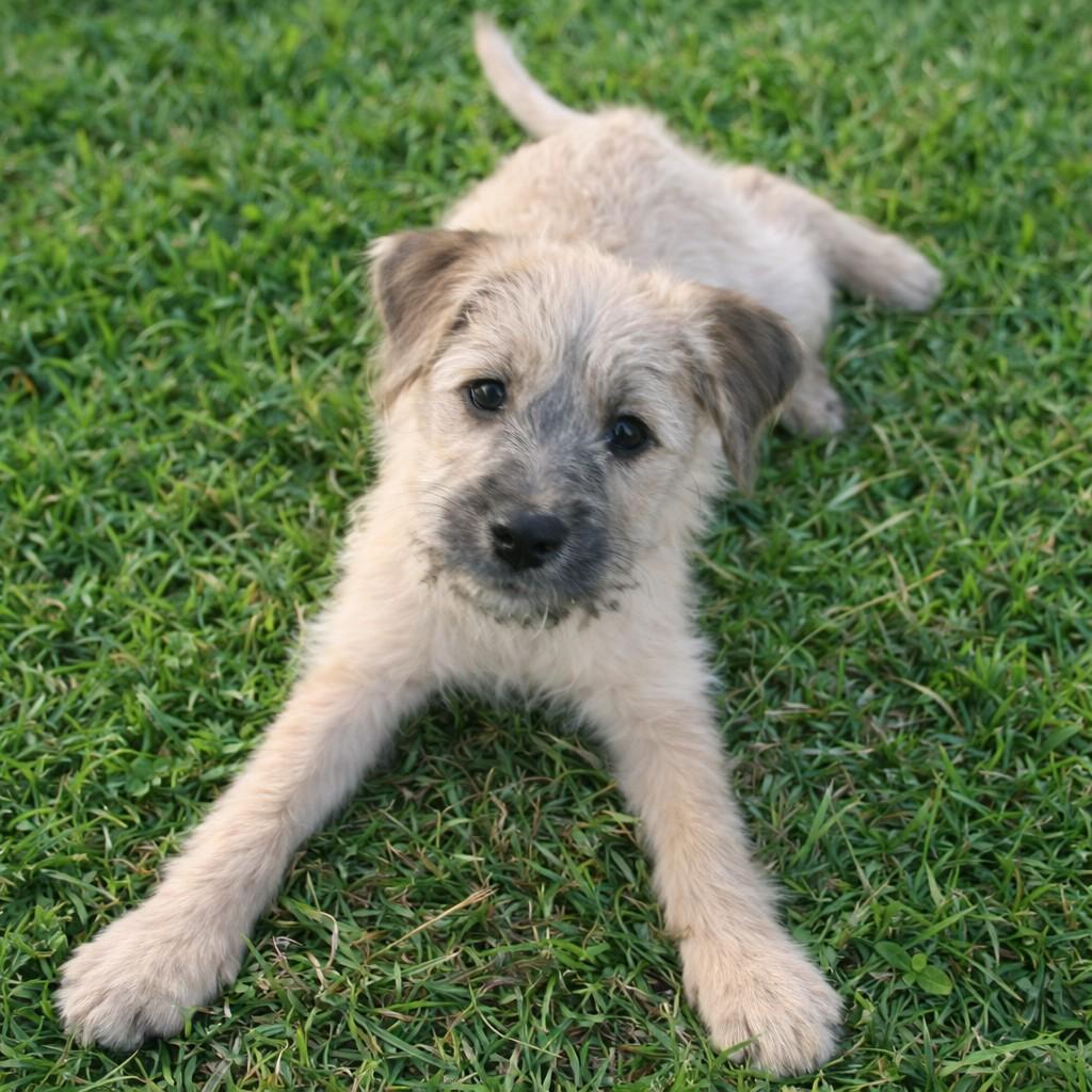 Gregory, adopted, Puppy Male Schnauzer & Border Terrier.