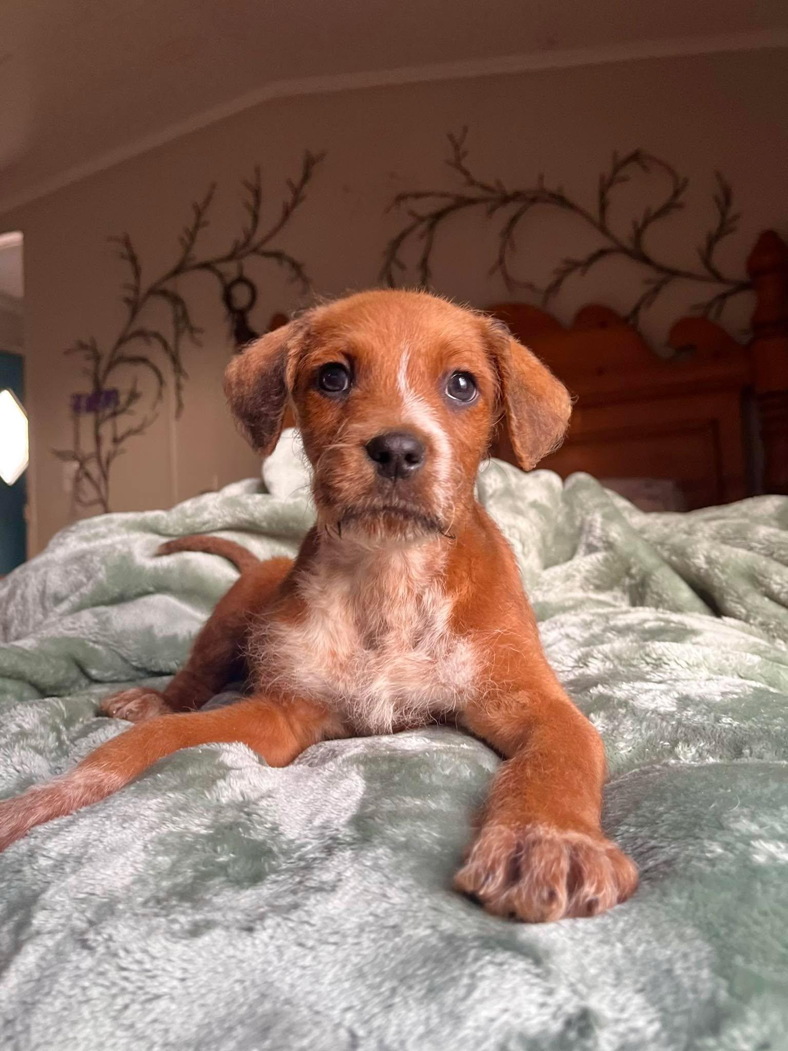 Peanut, Adoptable, Puppy Male Poodle.