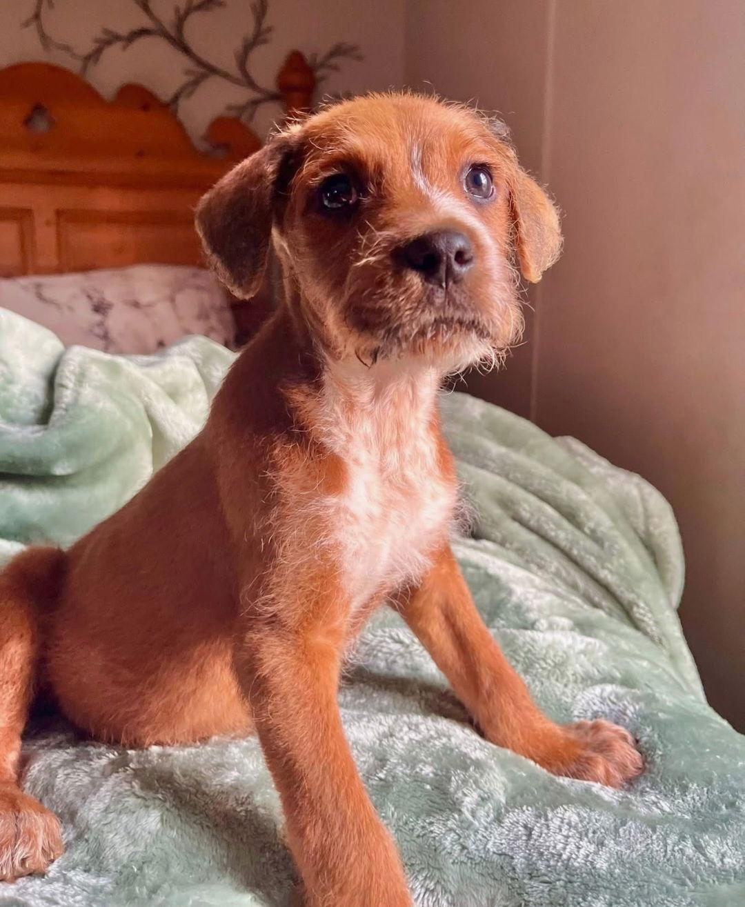 Enlarge Peanut, a Adoptable Poodle in Sanford, FL image 2/3