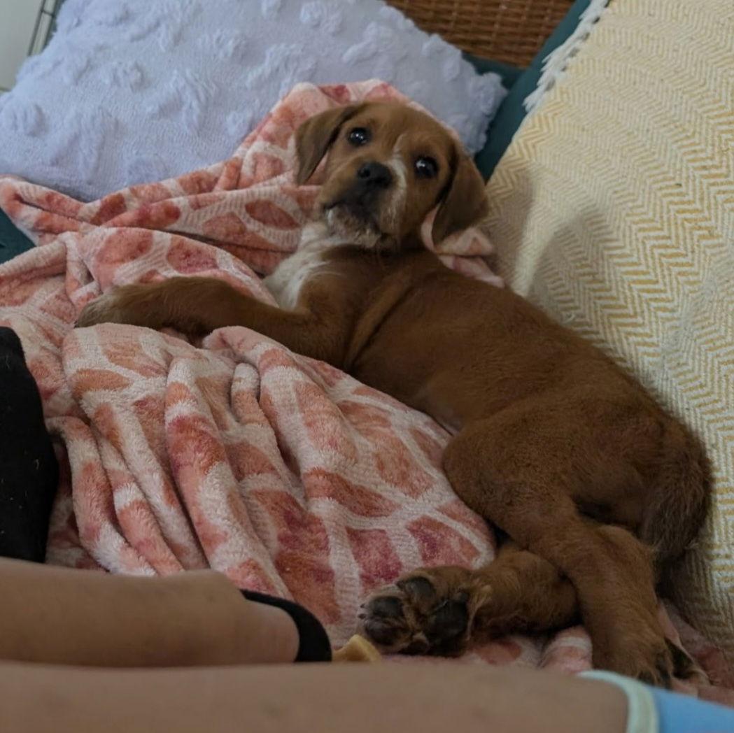 Enlarge Peanut, a Adoptable Poodle in Sanford, FL image 3/3