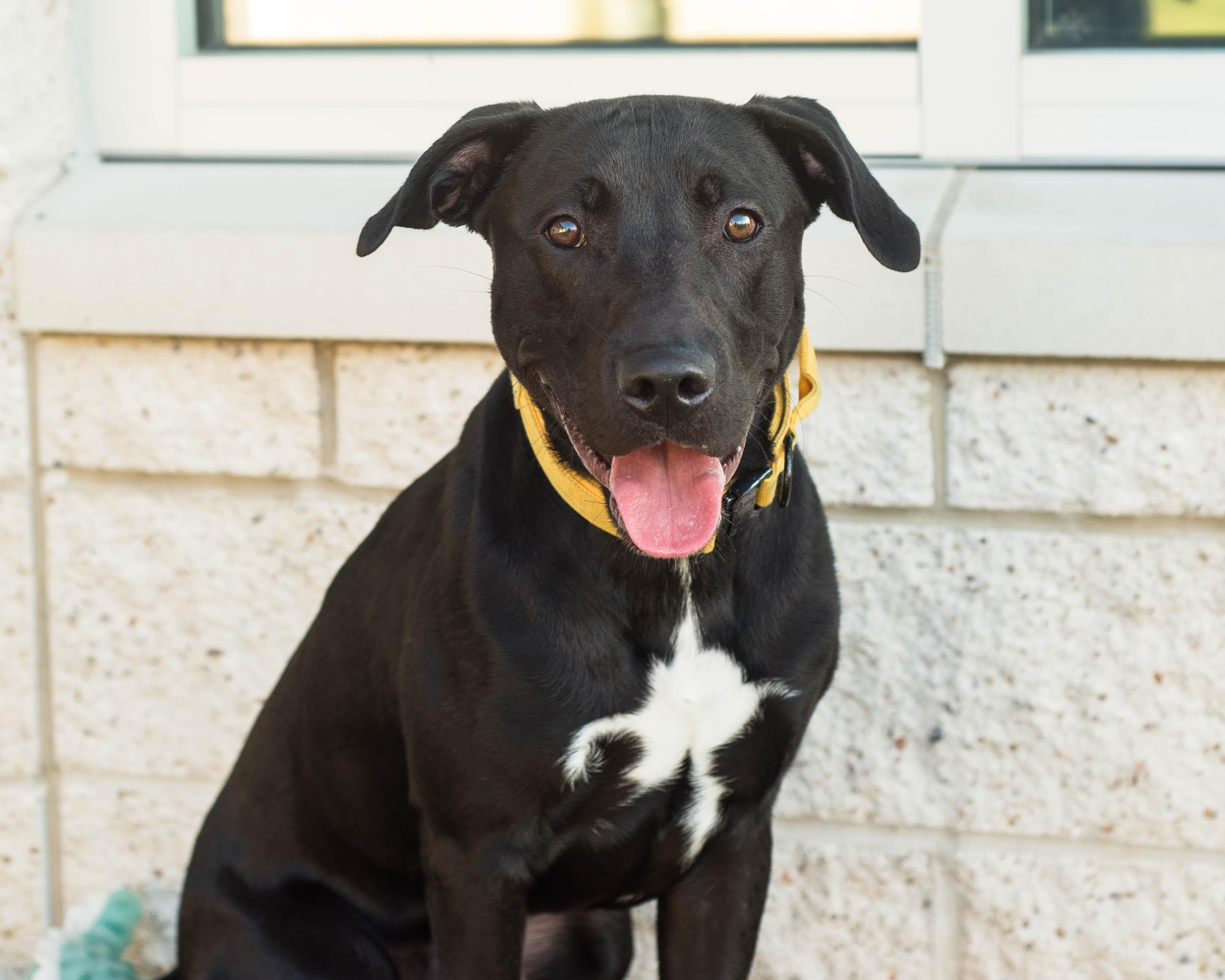 Enlarge Reno, a Adoptable mixed breed in Mont Belvieu, TX image 1/4