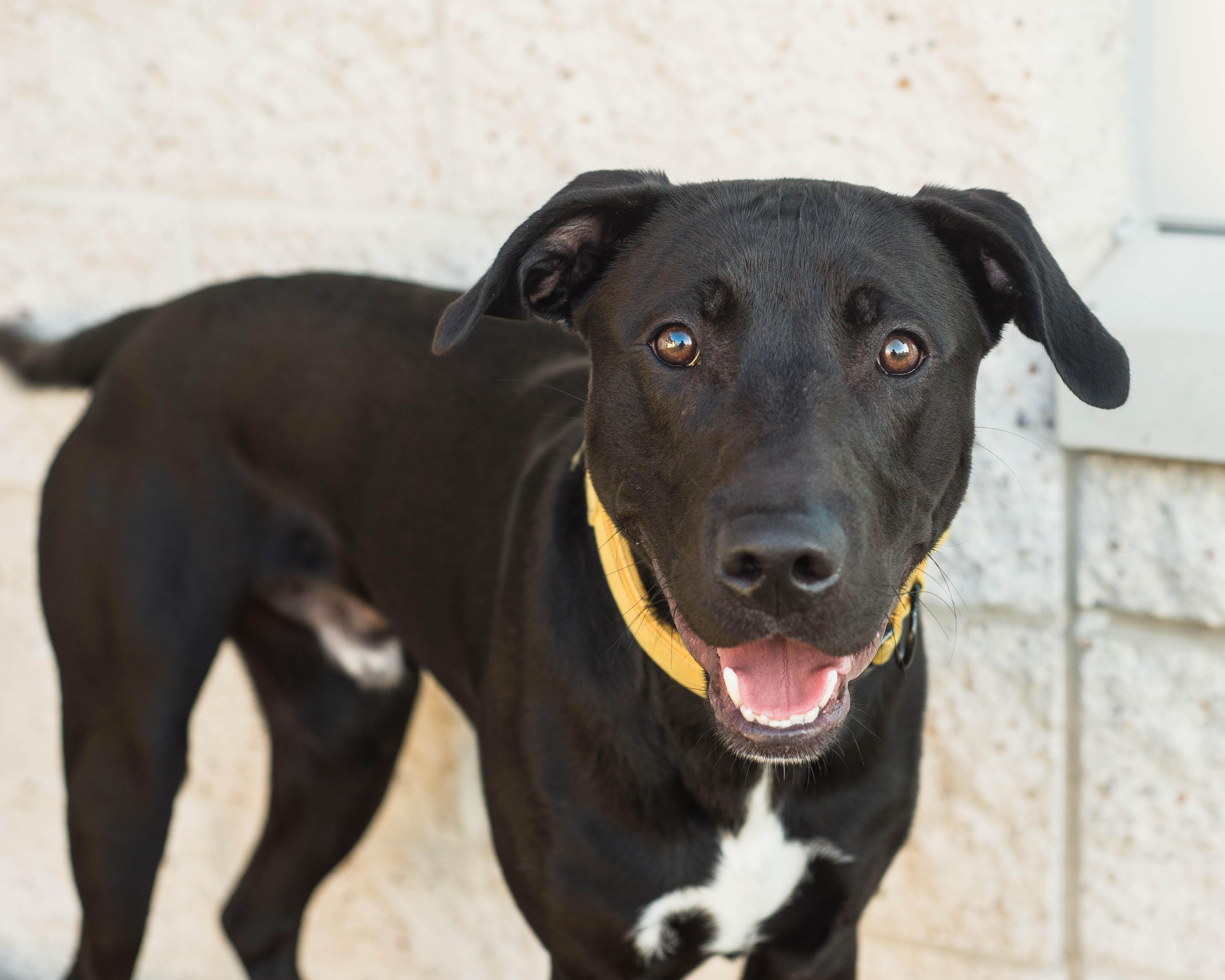 Enlarge Reno, a Adoptable mixed breed in Mont Belvieu, TX image 2/4