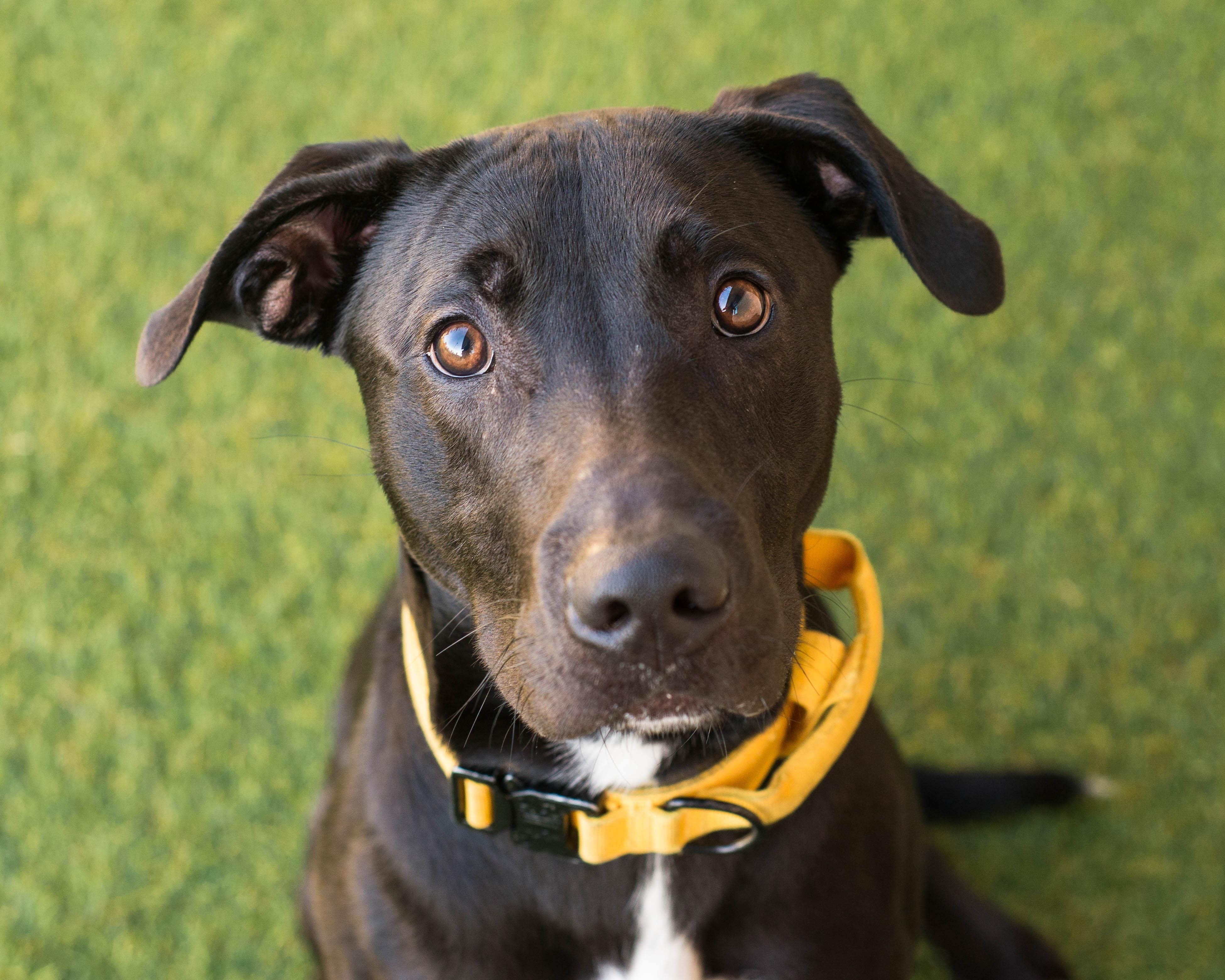 Enlarge Reno, a Adoptable mixed breed in Mont Belvieu, TX image 3/4