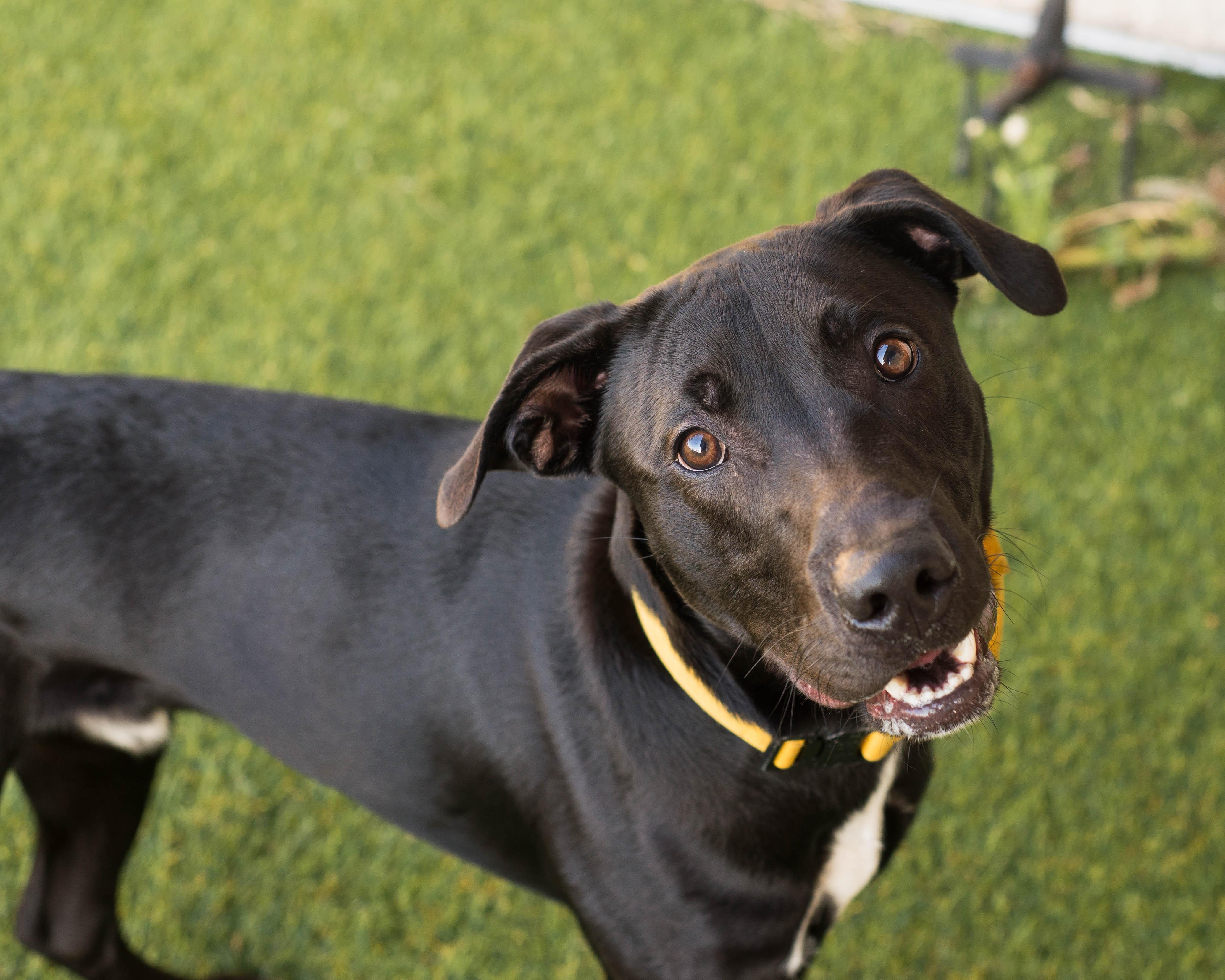 Enlarge Reno, a Adoptable mixed breed in Mont Belvieu, TX image 4/4