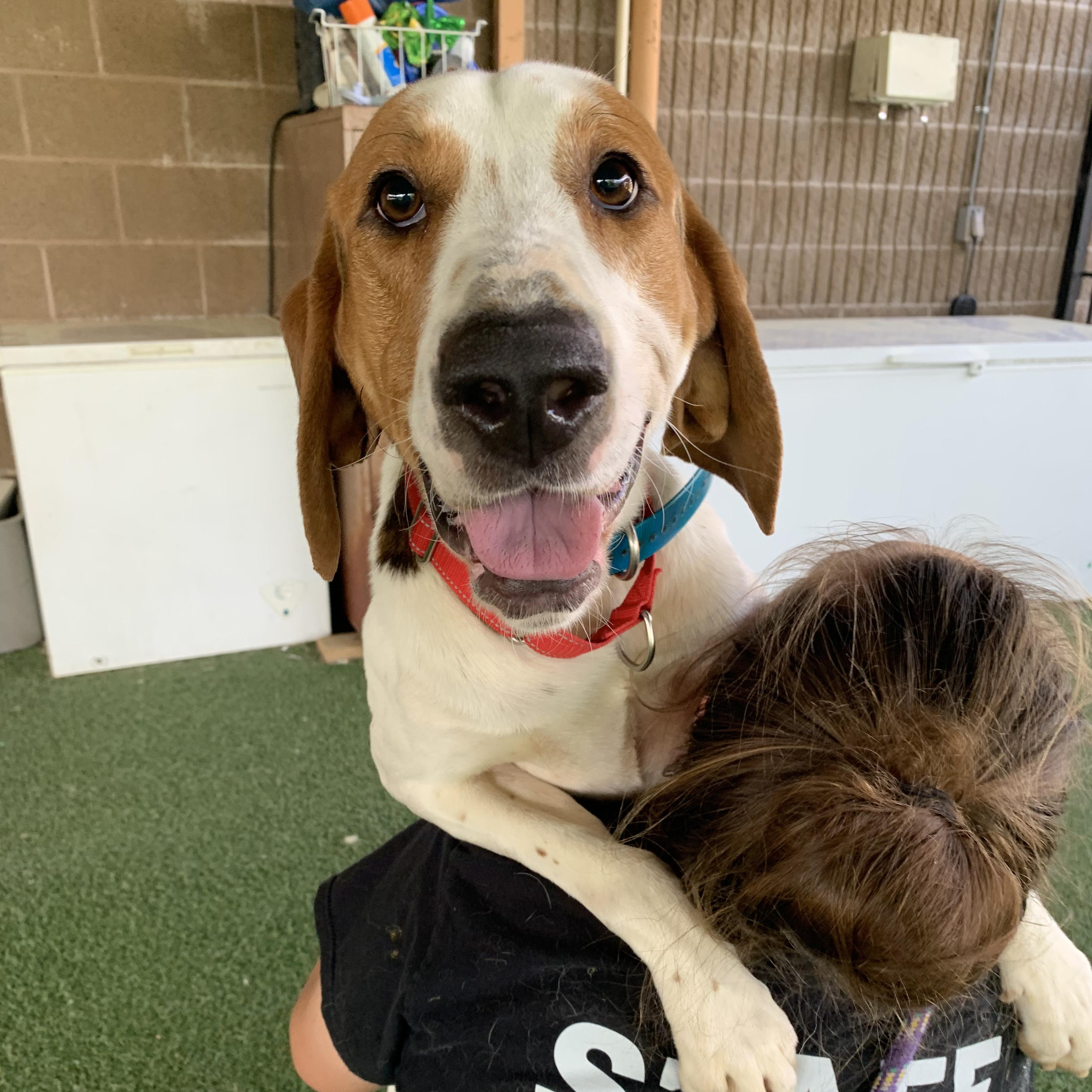 Enlarge O'Connor, a ADOPTABLE mixed breed in Grass Valley, CA image 2/6