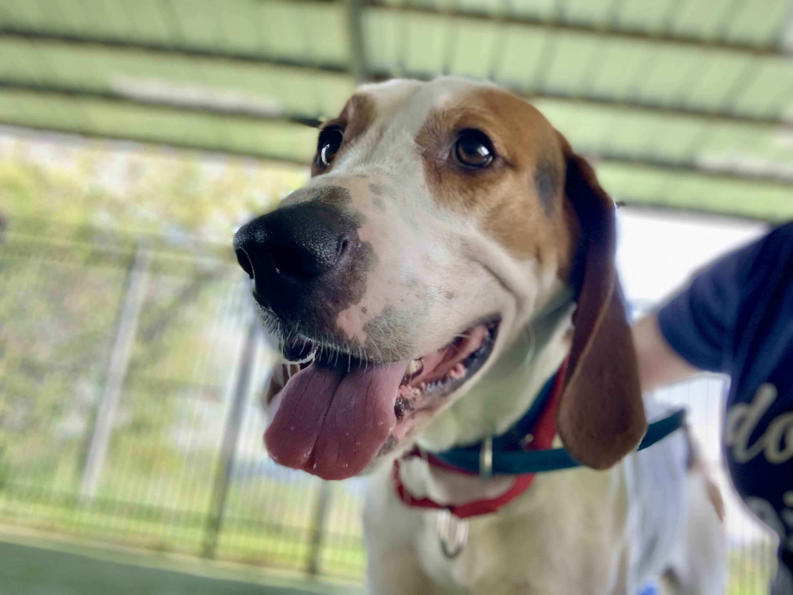 O'Connor, ADOPTABLE, Adult Male Coonhound & Treeing Walker Coonhound.