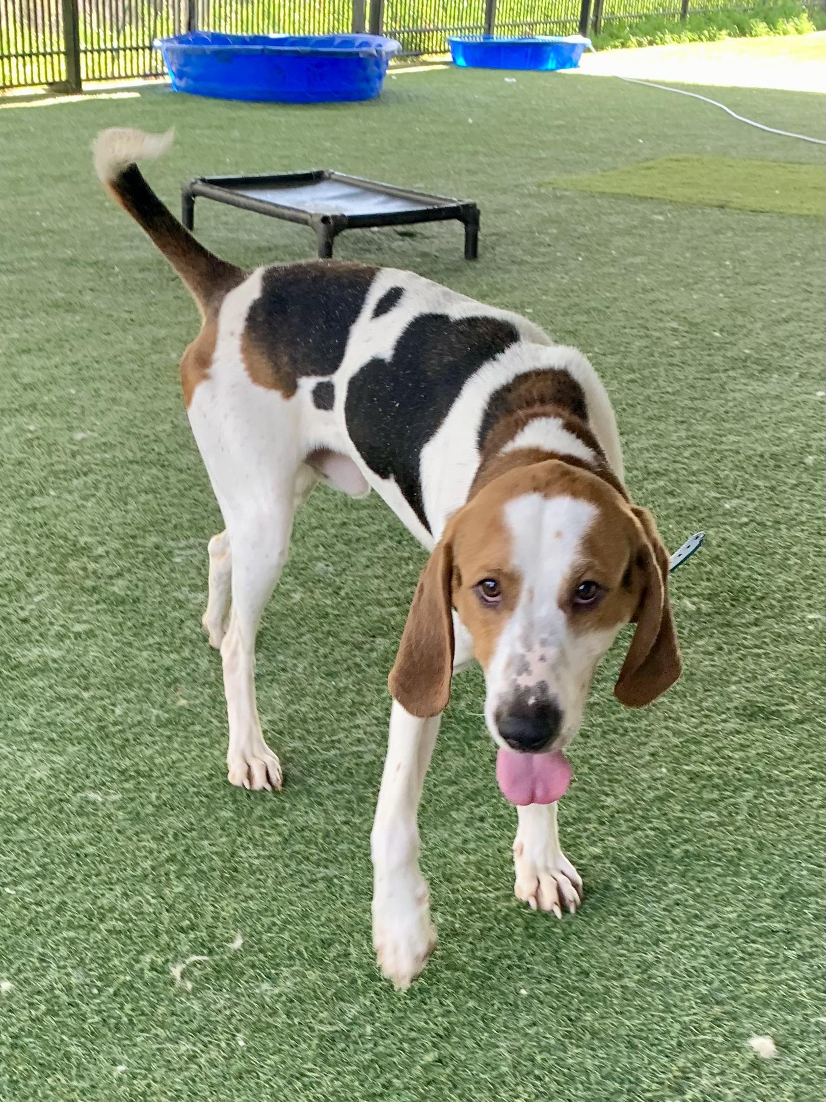 Enlarge O'Connor, a ADOPTABLE mixed breed in Grass Valley, CA image 6/6