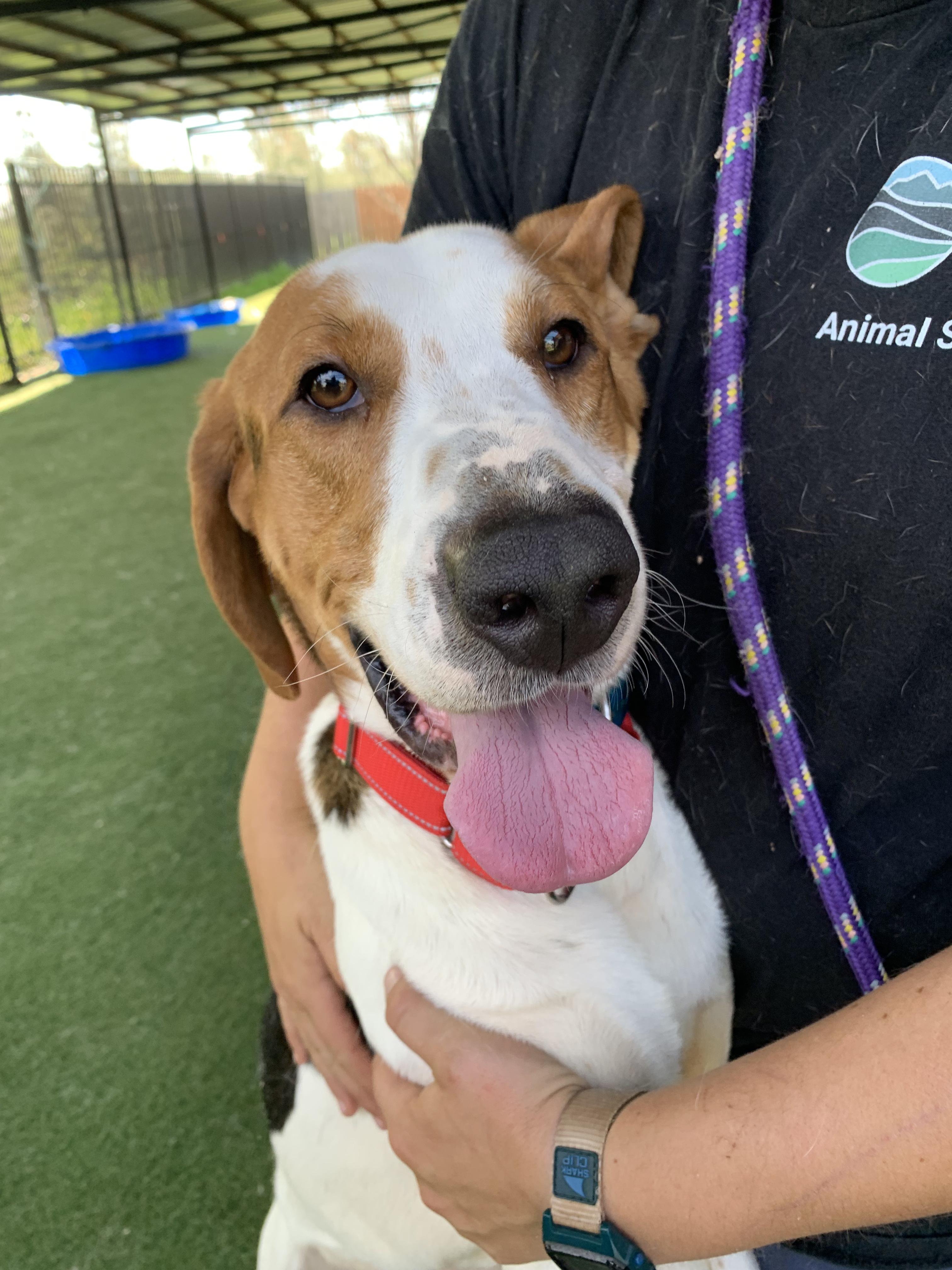 Enlarge O'Connor, a ADOPTABLE mixed breed in Grass Valley, CA image 5/6