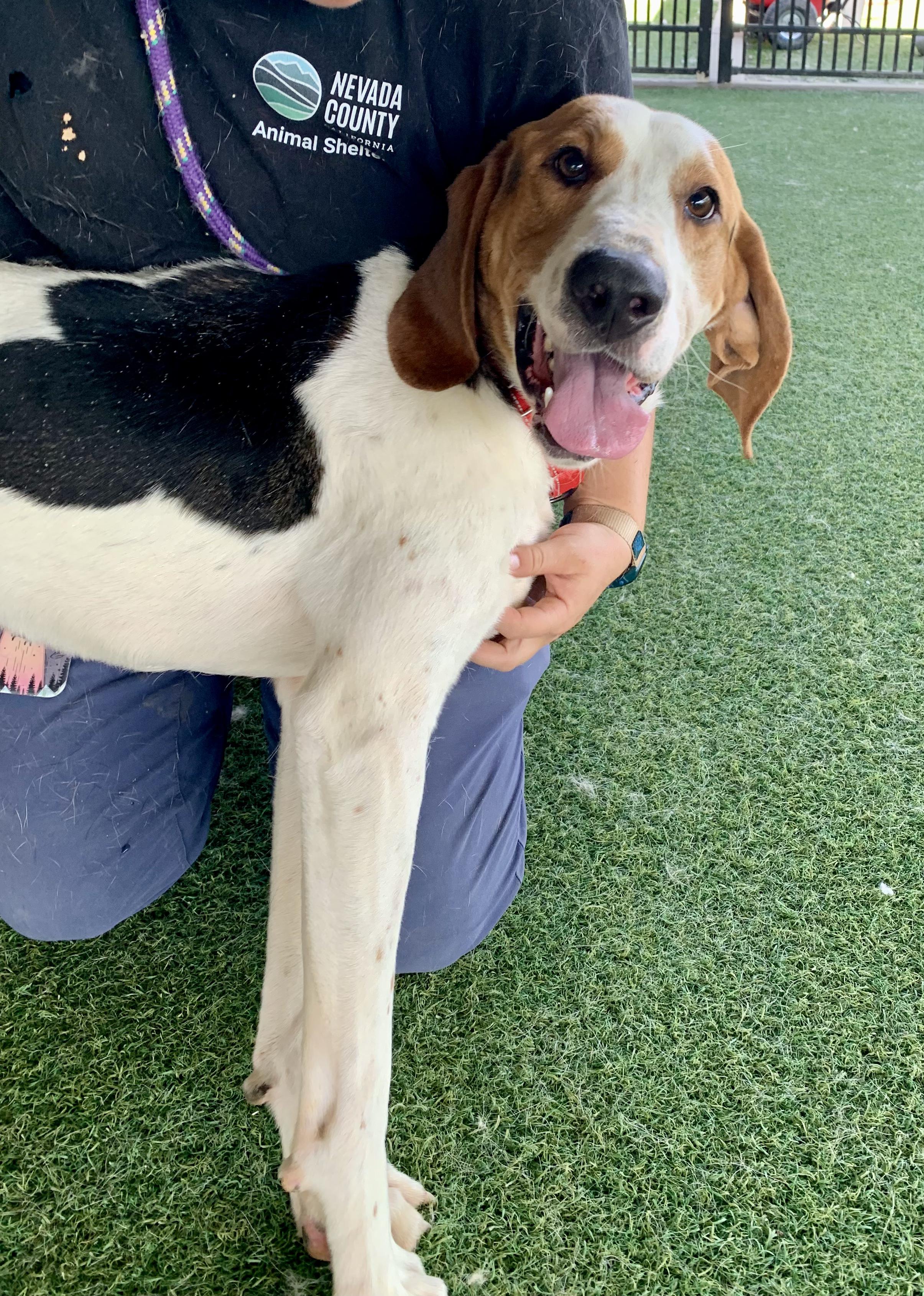 Enlarge O'Connor, a ADOPTABLE mixed breed in Grass Valley, CA image 4/6