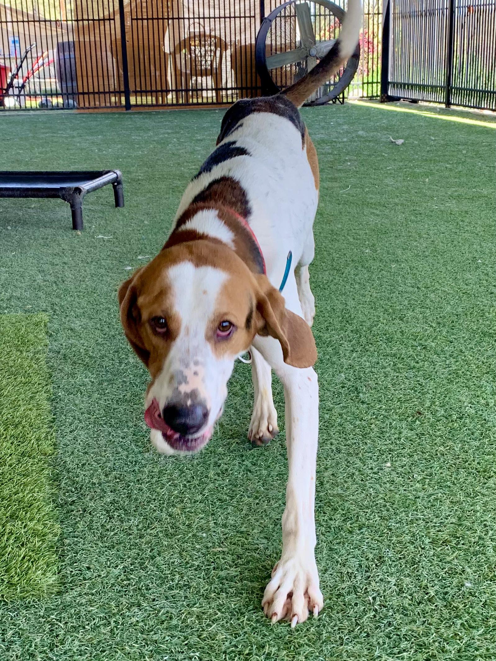 Enlarge O'Connor, a ADOPTABLE mixed breed in Grass Valley, CA image 3/6