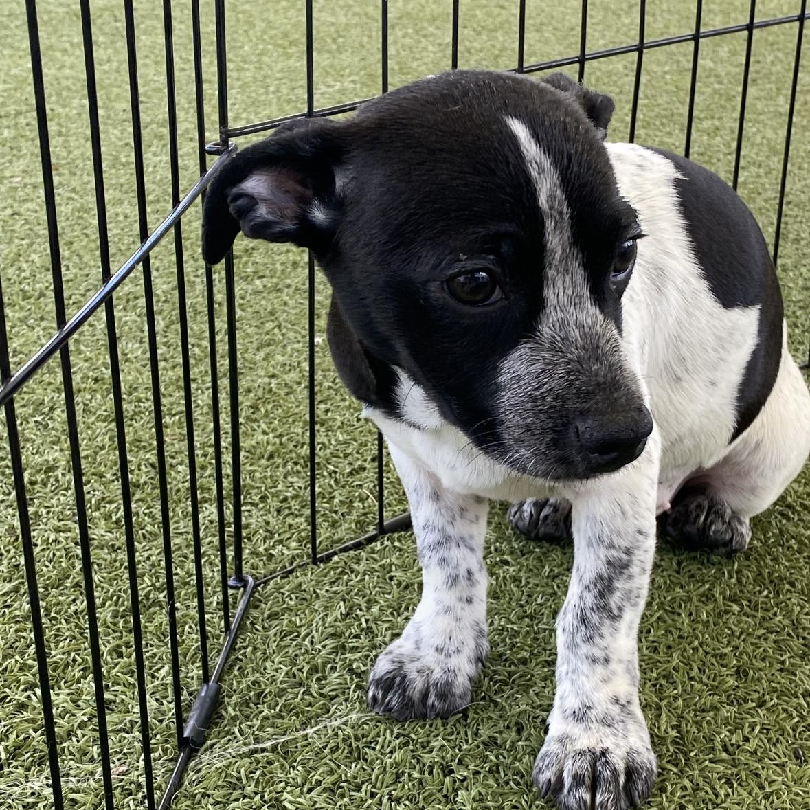 Enlarge Kelly, an adoptable mixed breed in Hays, KS image 1/2