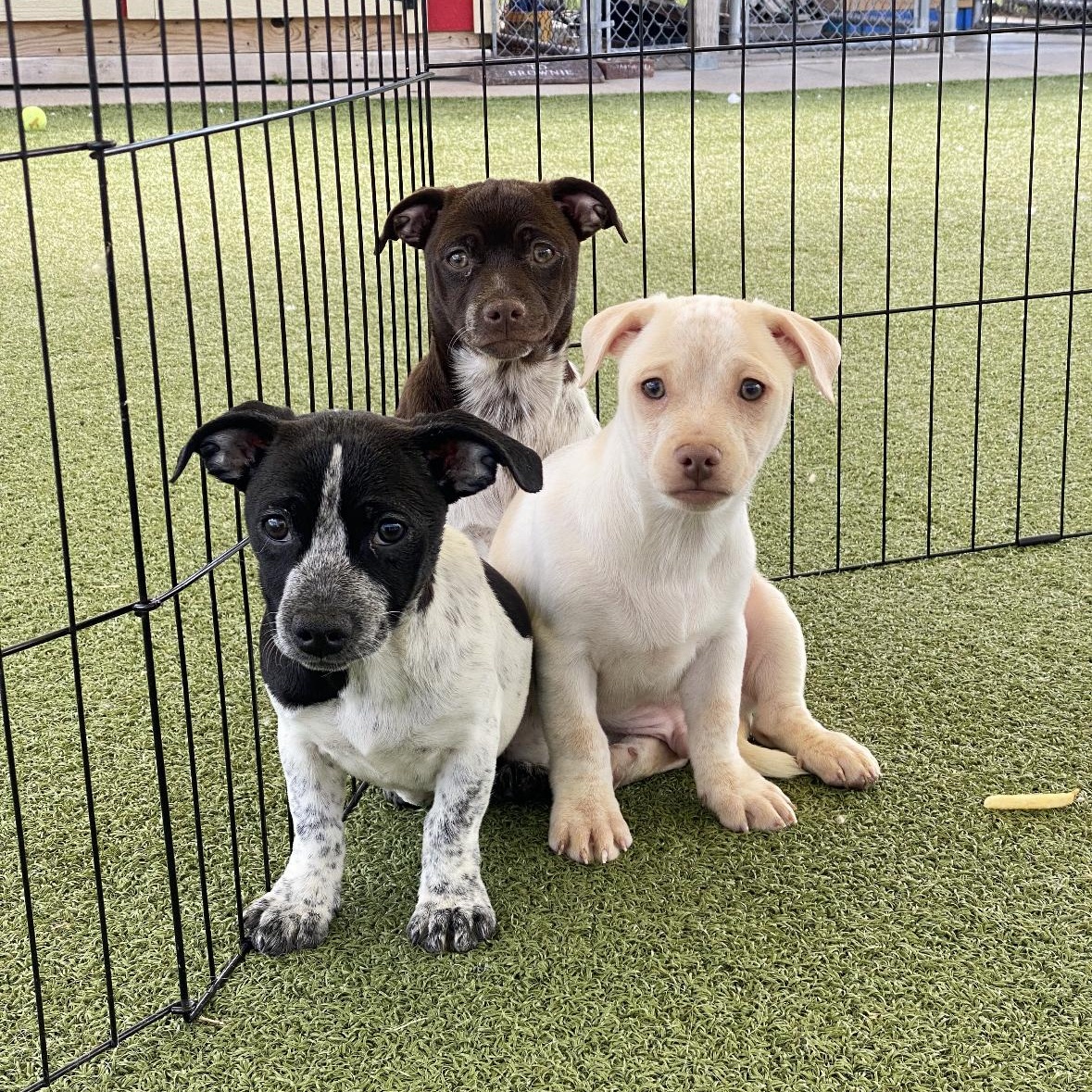 Enlarge Kelly, an adoptable mixed breed in Hays, KS image 2/2