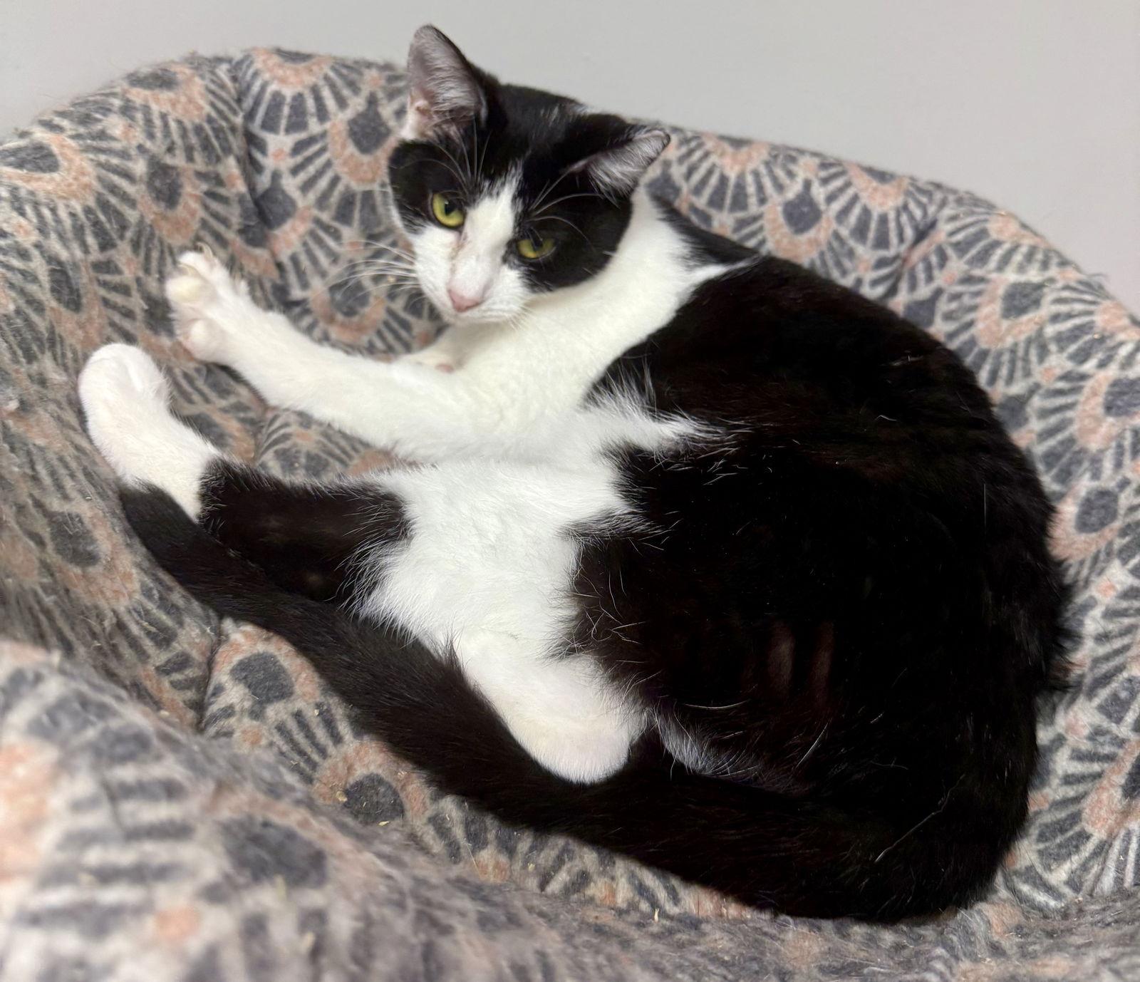 Dot CC, Adoptable, Kitten Female Domestic Short Hair.