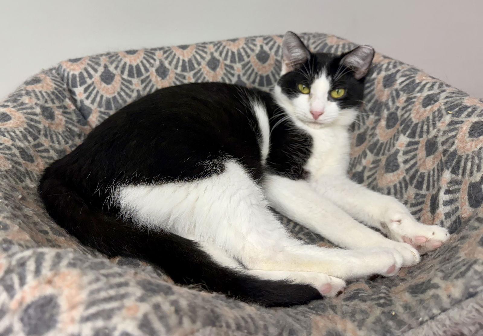 Dot CC, Adoptable, Kitten Female Domestic Short Hair.