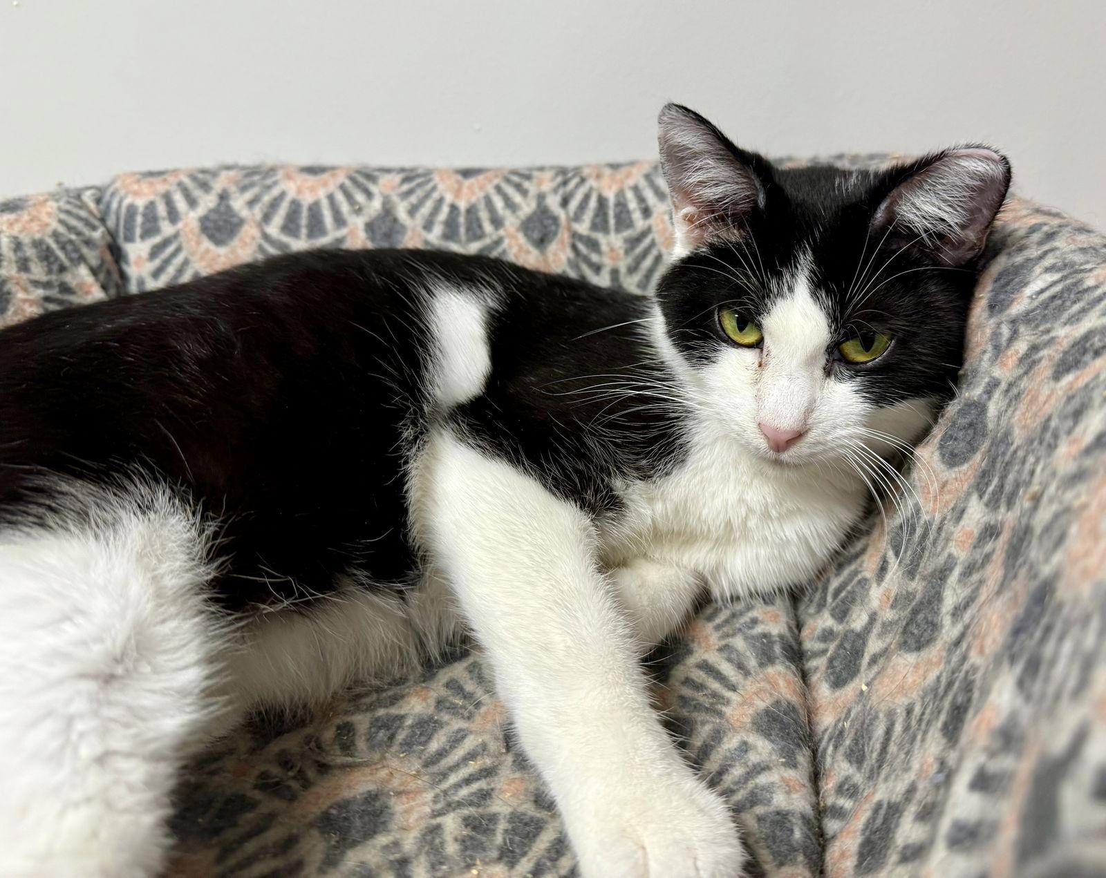 Enlarge Dot CC, a Adoptable Domestic Short Hair in Satellite Beach, FL image 3/3