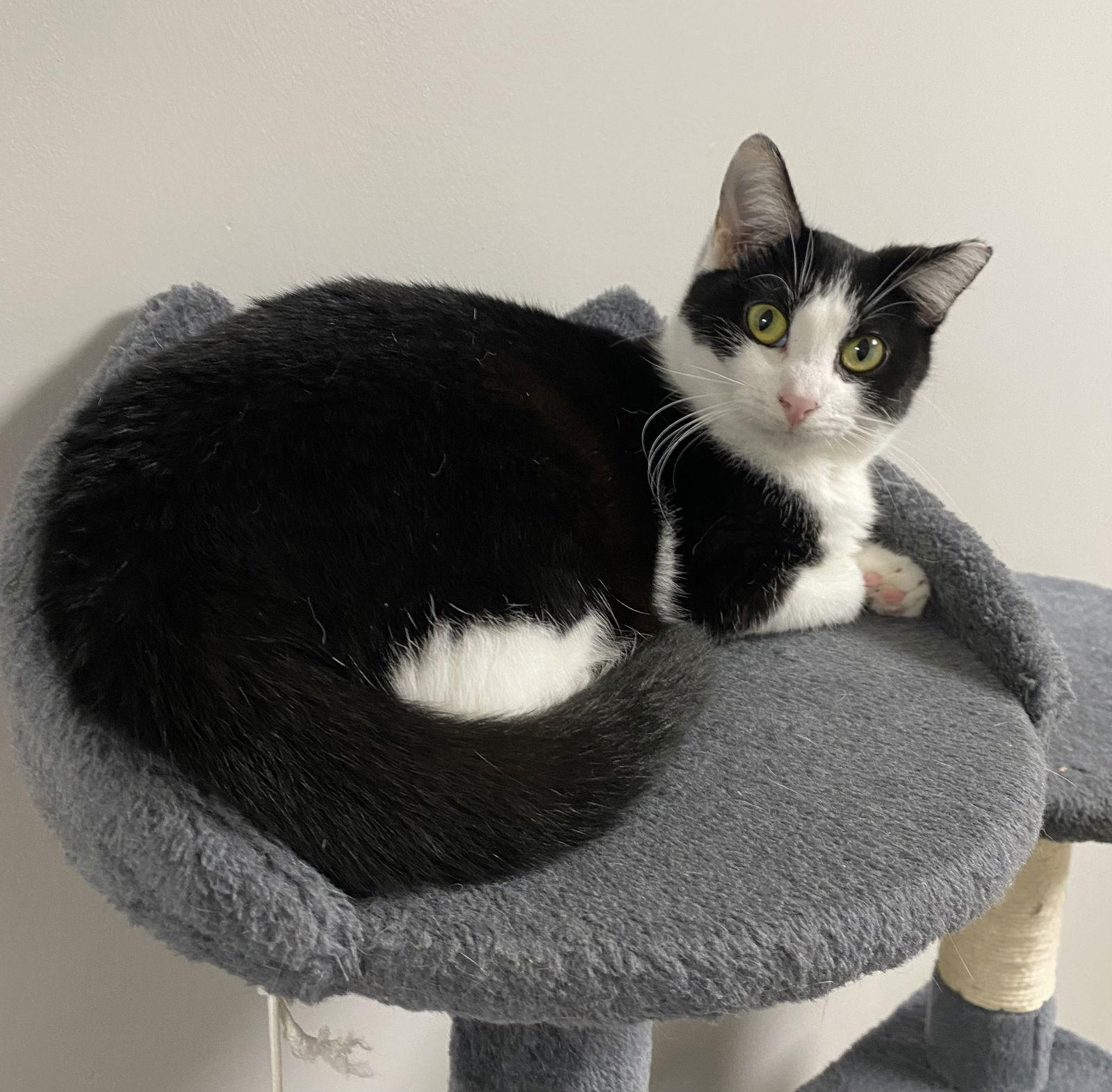 Dot CC — thumbnail 3