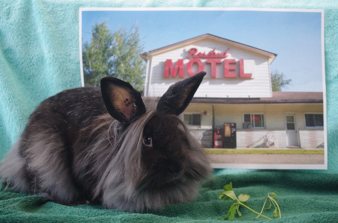 Johnny, a Adoptable Lionhead in Delta, BC image 4/7