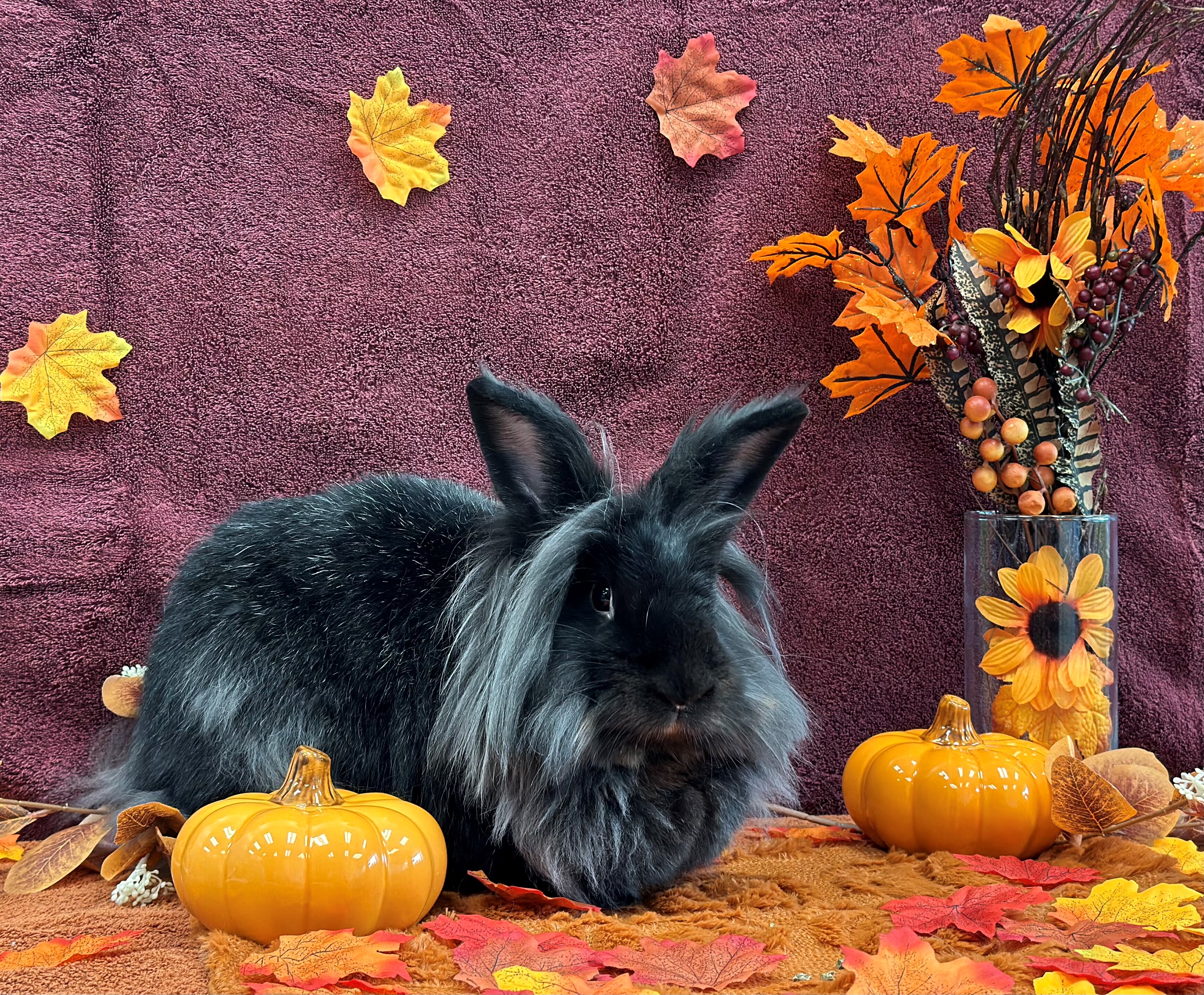 Johnny, a Adoptable Lionhead in Delta, BC image 3/7