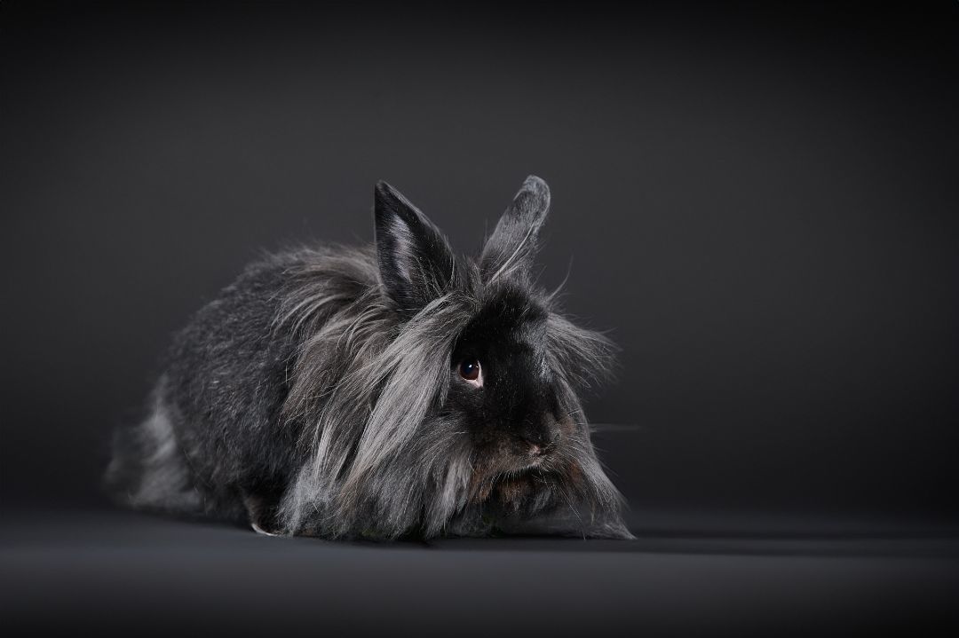 Johnny, a Adoptable Lionhead in Delta, BC image 5/7