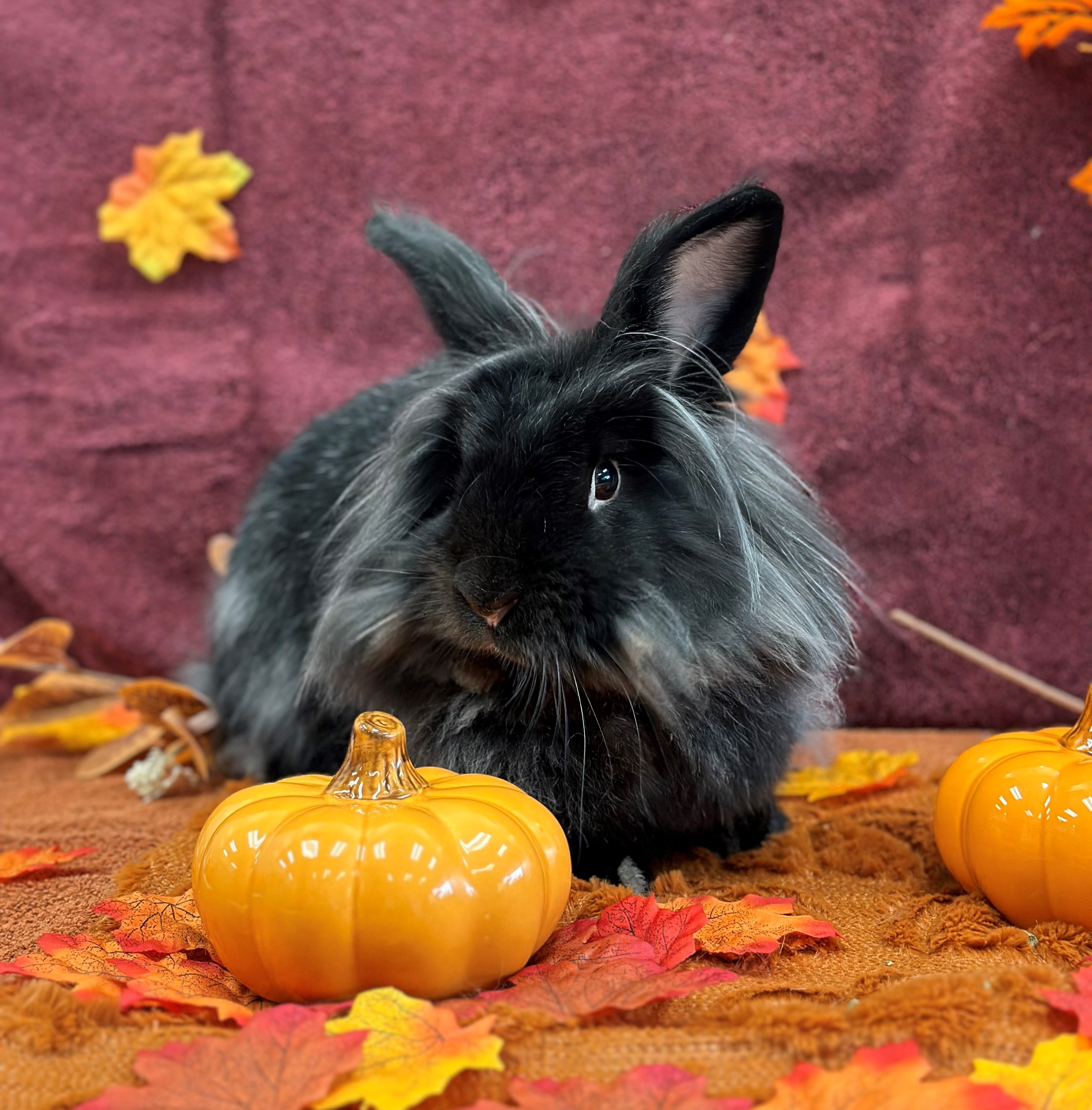 Johnny, a Adoptable Lionhead in Delta, BC image 1/7
