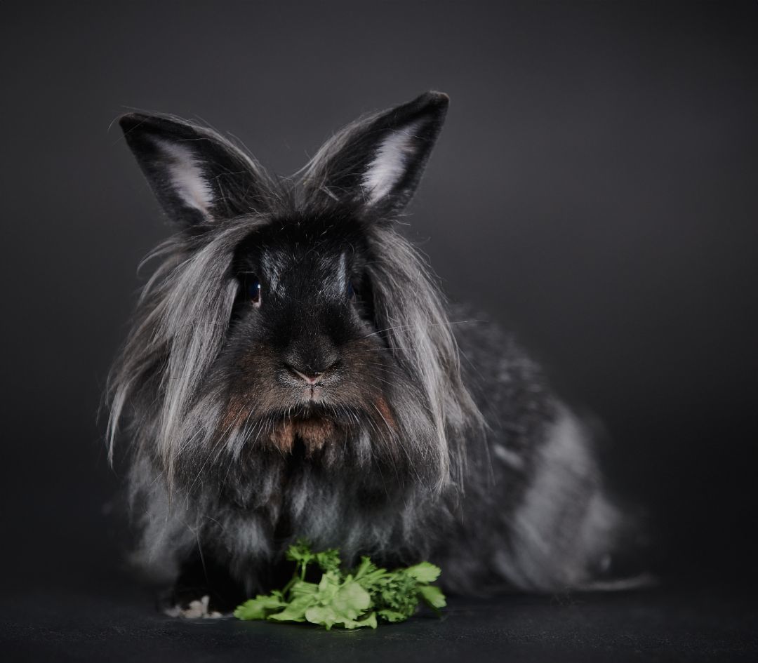 Johnny, a Adoptable Lionhead in Delta, BC image 6/7