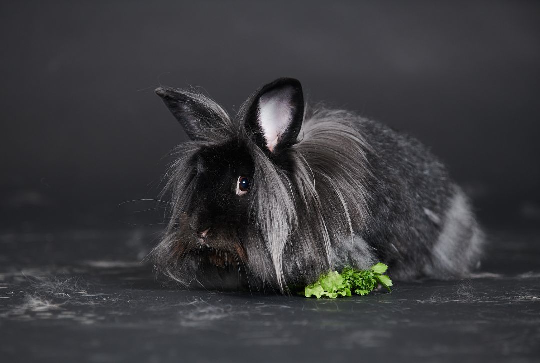 Enlarge Johnny, a Adoptable Lionhead in Delta, BC image 7/7