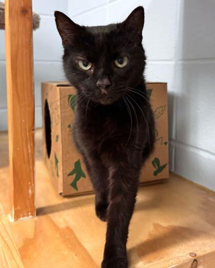 Enlarge Storm, a Adoptable mixed breed in Cumming, GA image 1/3