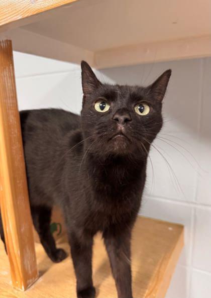 Enlarge Storm, a Adoptable mixed breed in Cumming, GA image 2/3