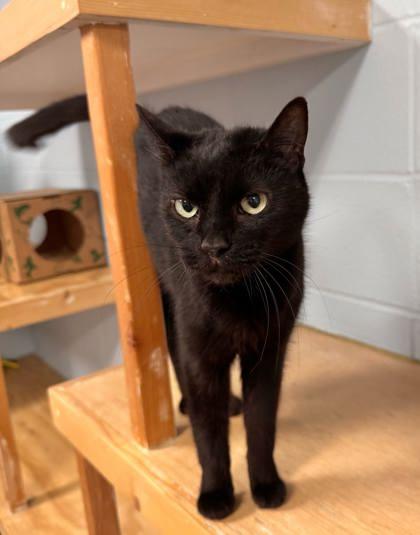 Storm, Adoptable, Adult Female Domestic Short Hair & Domestic Short Hair.