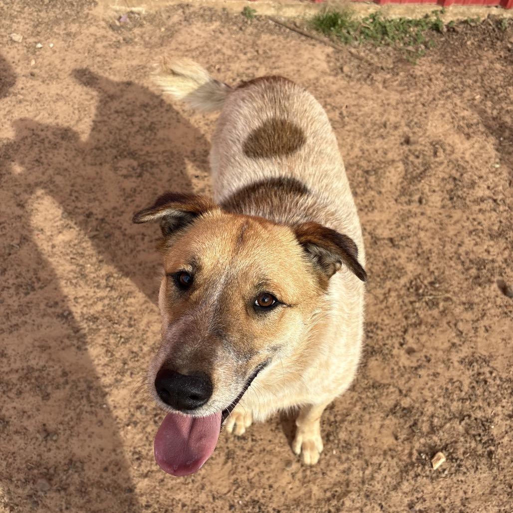 Enlarge Cowboy, a Adoptable mixed breed in Wadena, MN image 1/6