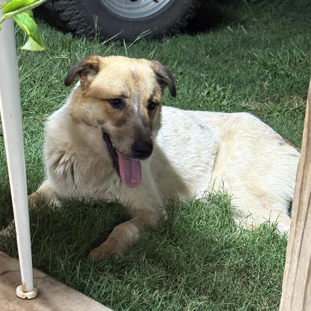 Enlarge Cowboy, a Adoptable mixed breed in Wadena, MN image 2/6