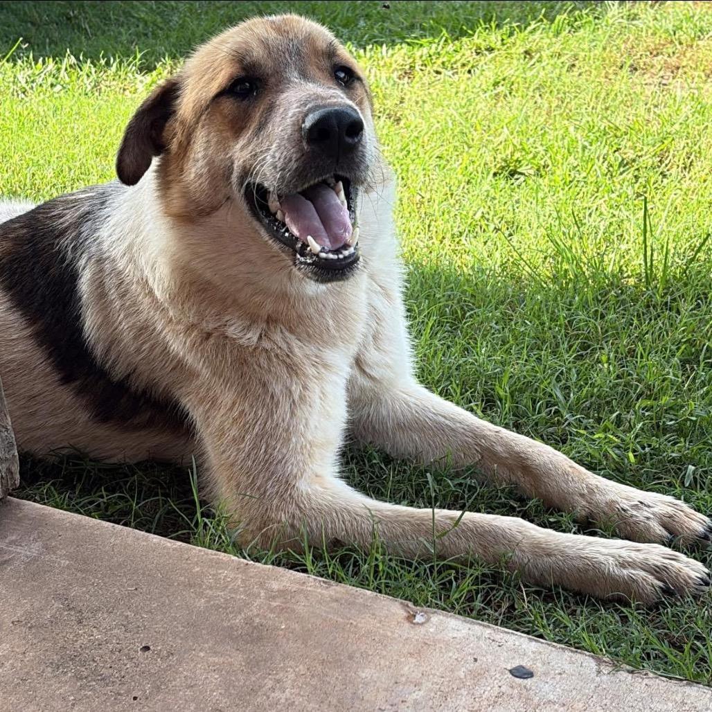 Enlarge Cowboy, a Adoptable mixed breed in Wadena, MN image 3/6
